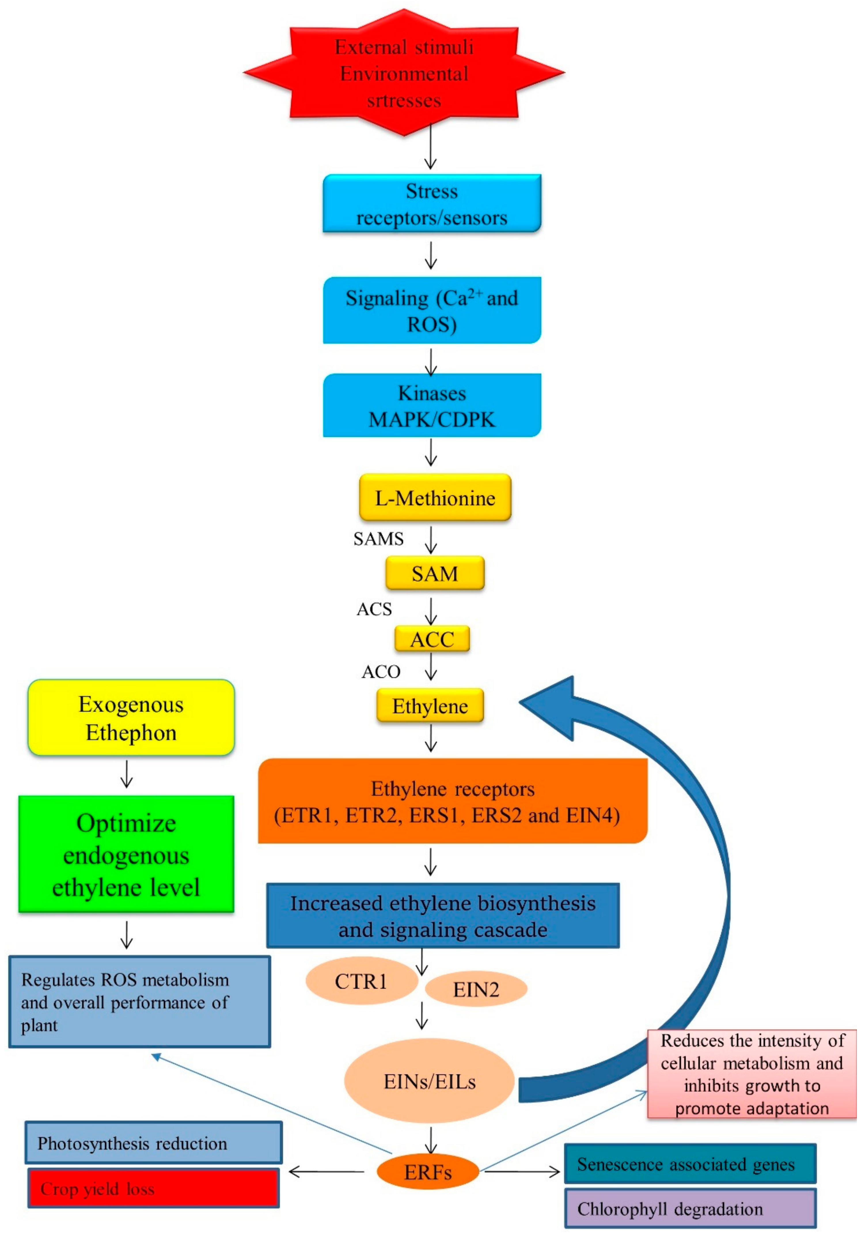 Plants 11 02211 g004 Plants 11 02211 g004