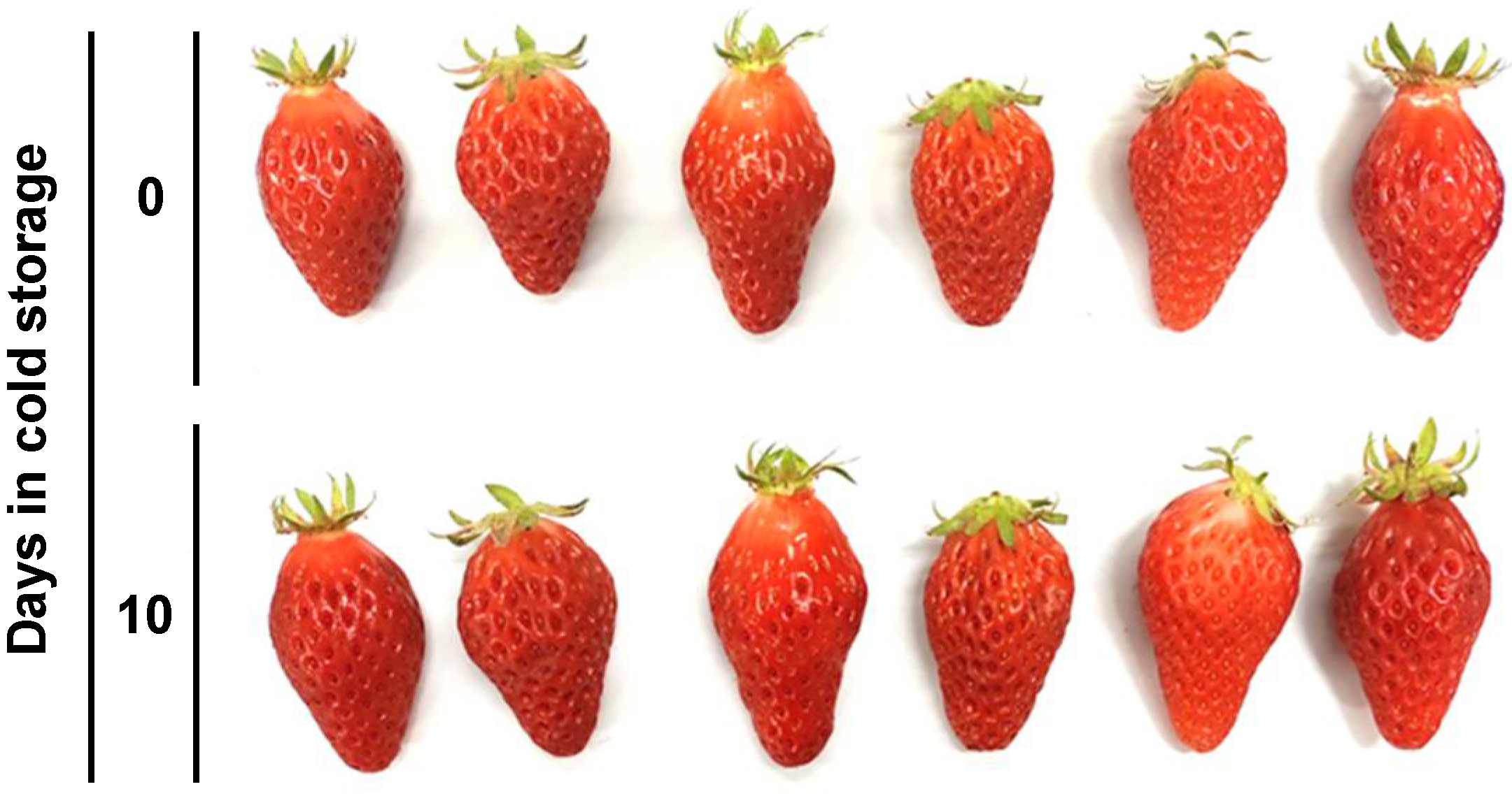 Plants 11 02220 g003