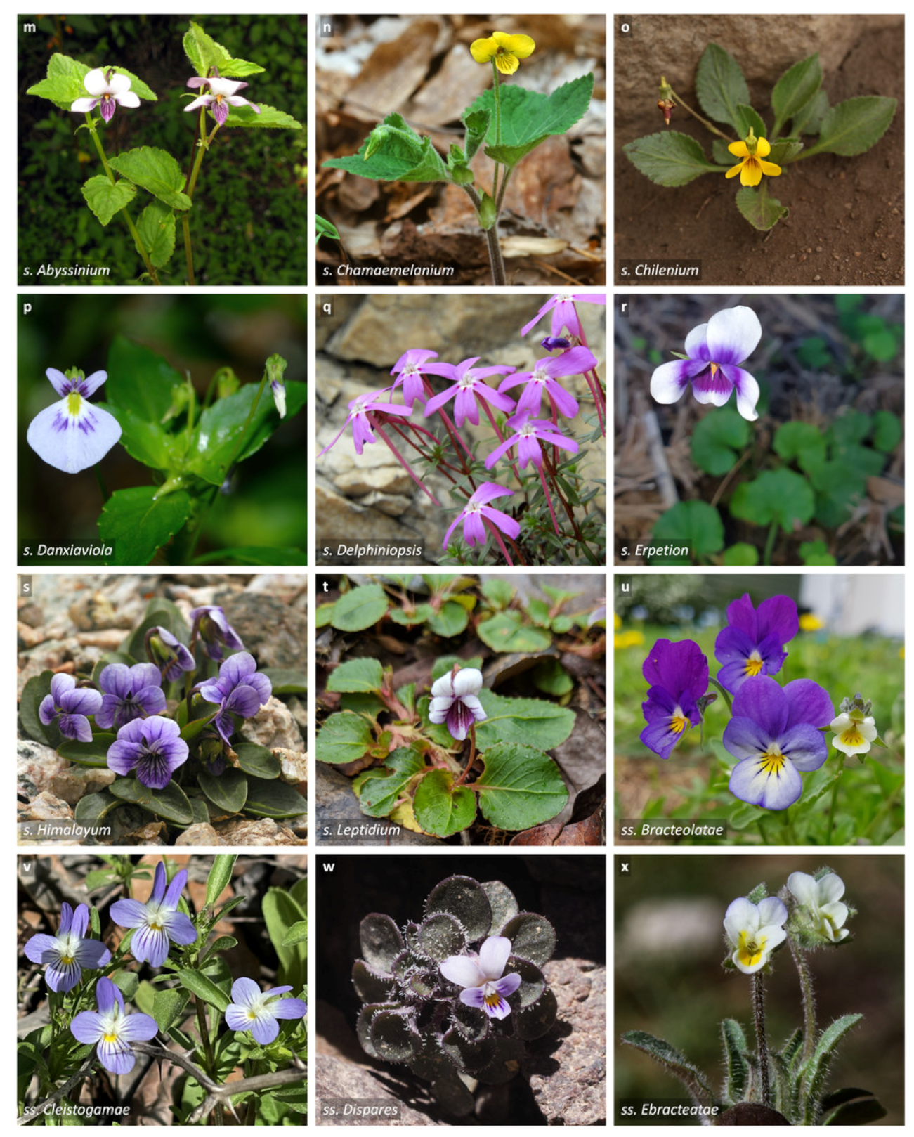 Plants 11 02224 g003b Plants 11 02224 g003b