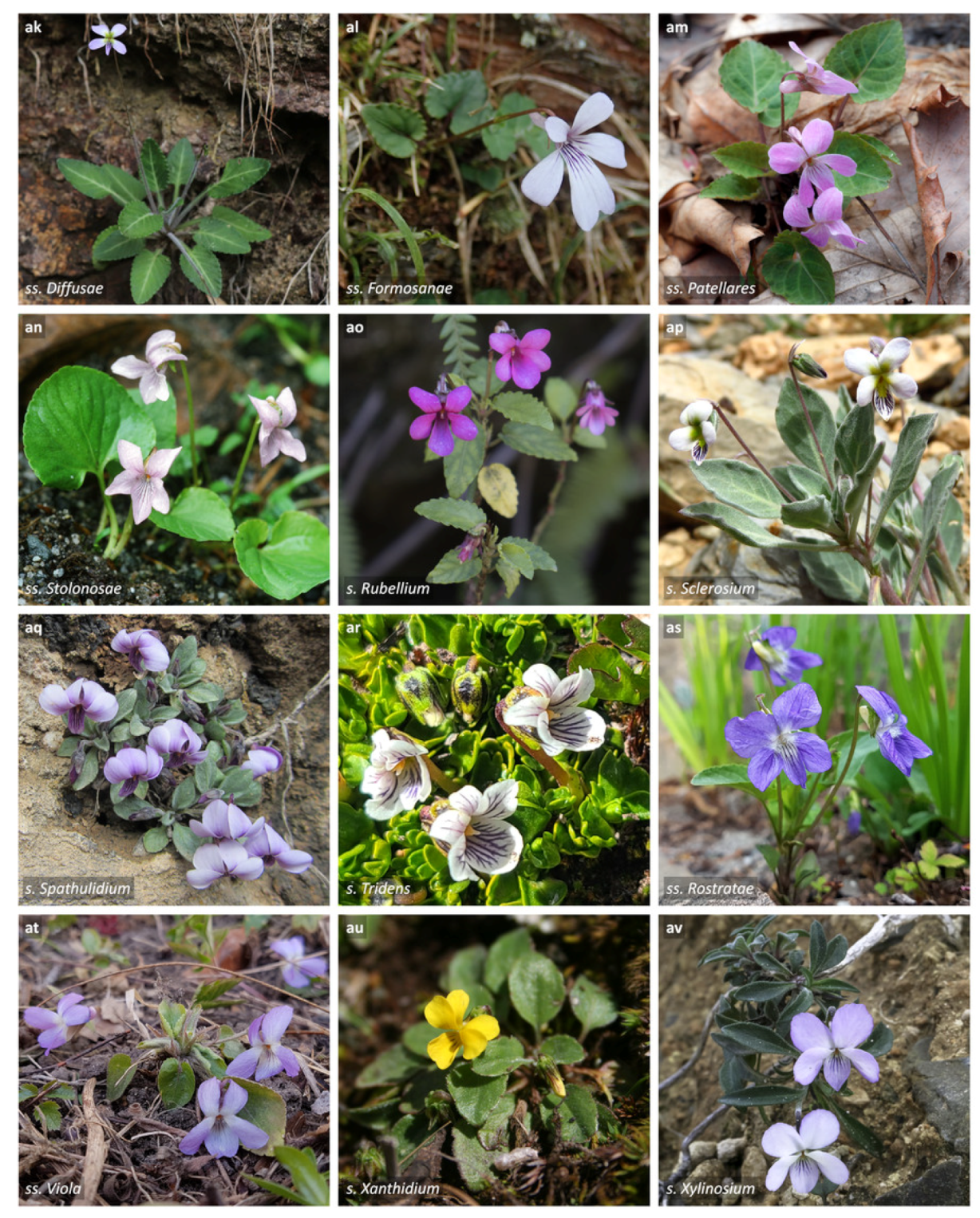 Plants 11 02224 g003d Plants 11 02224 g003d