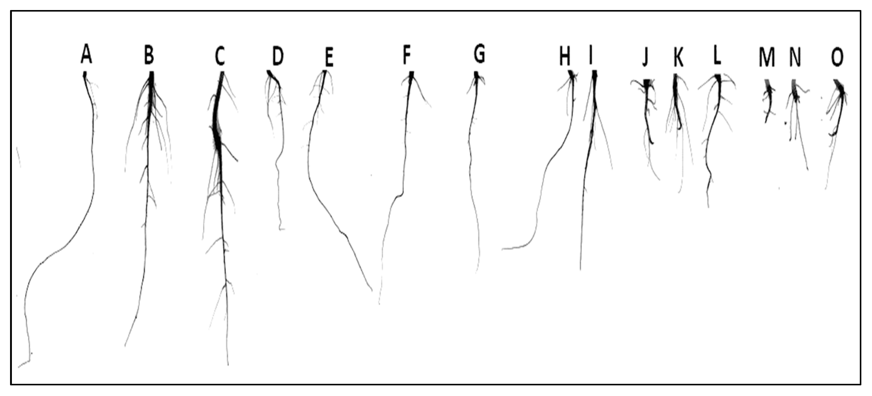 Plants 11 02227 g002 Plants 11 02227 g002