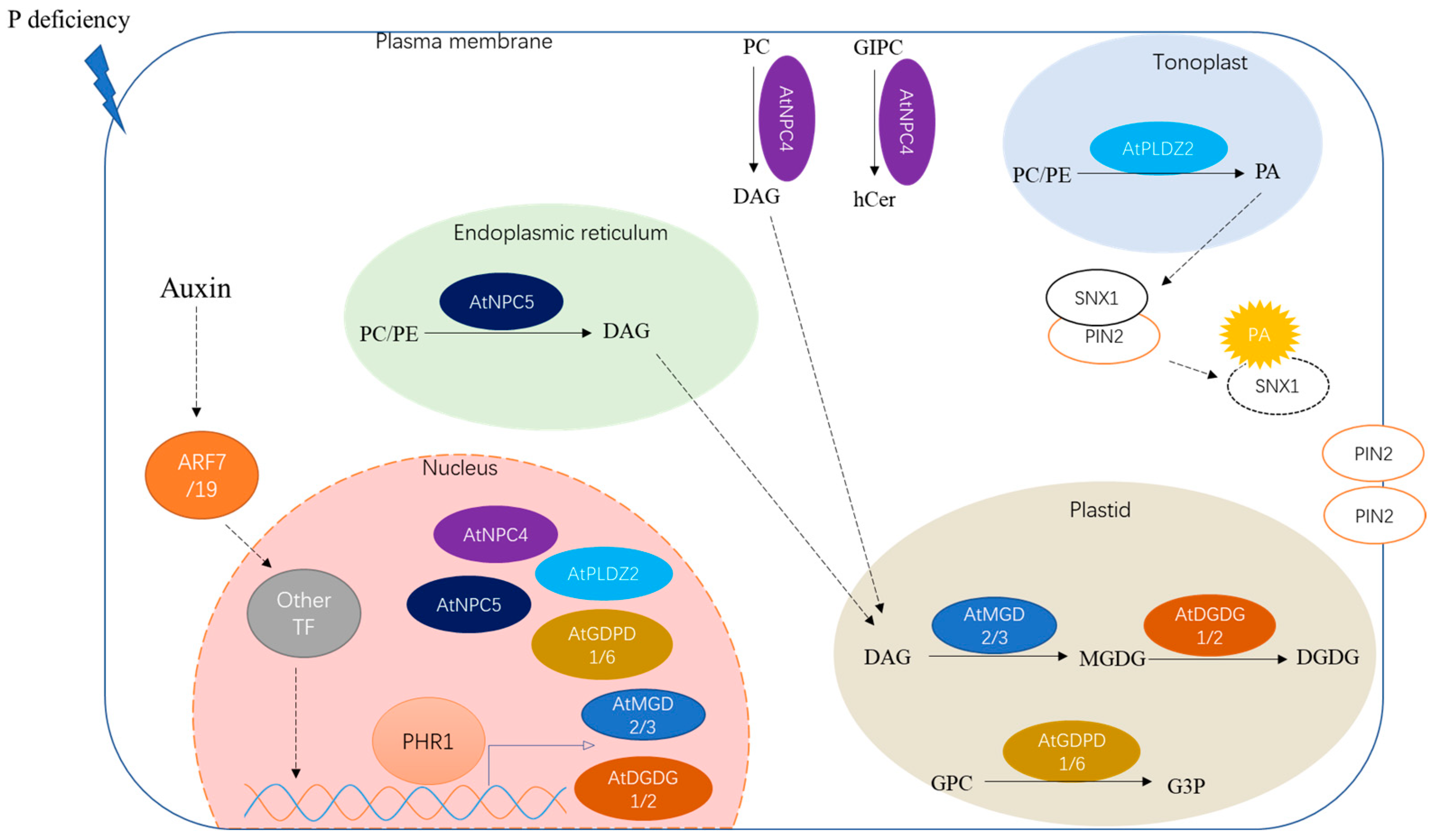 Plants 11 02238 g002 550