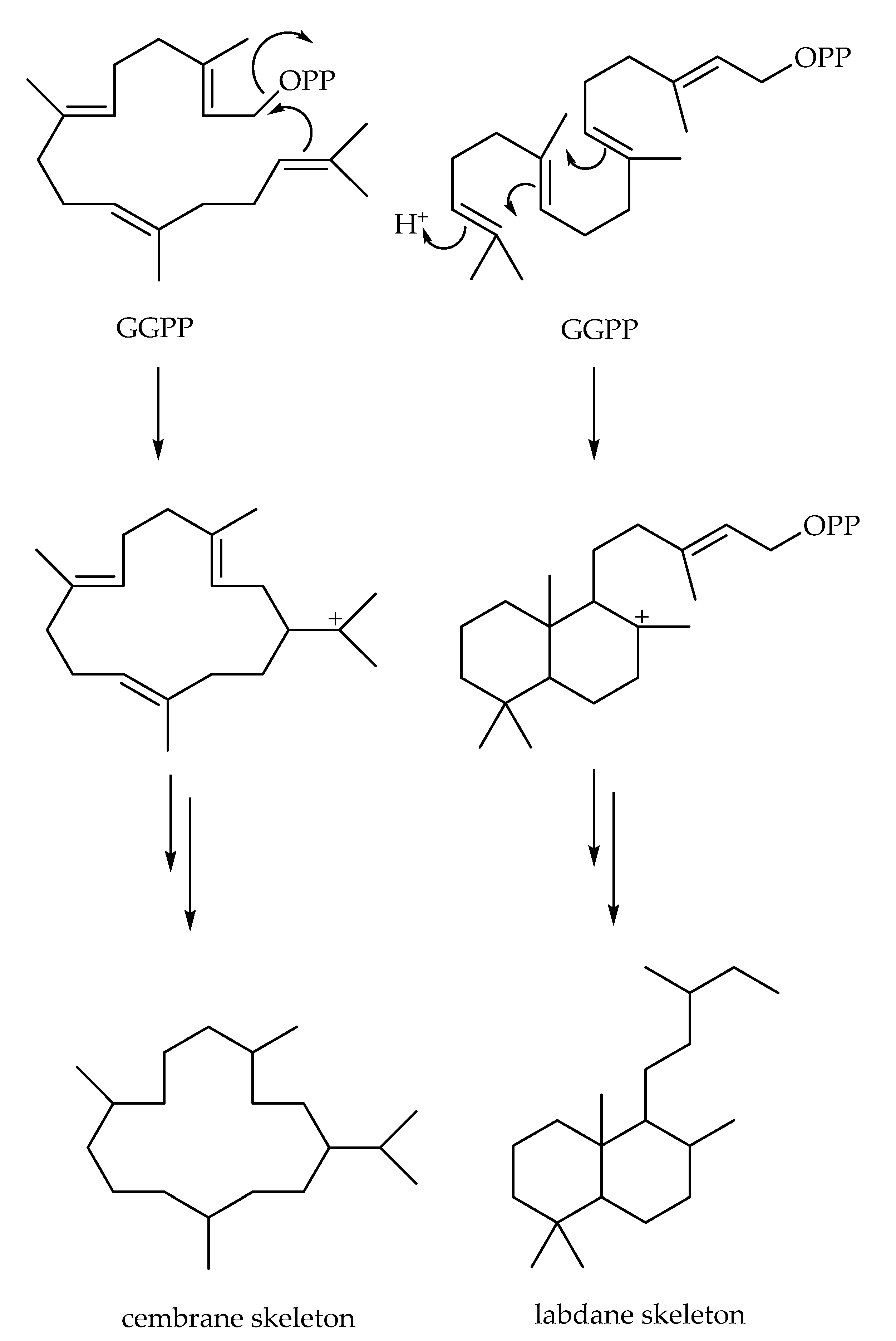 Plants 11 02240 sch001 Plants 11 02240 sch001