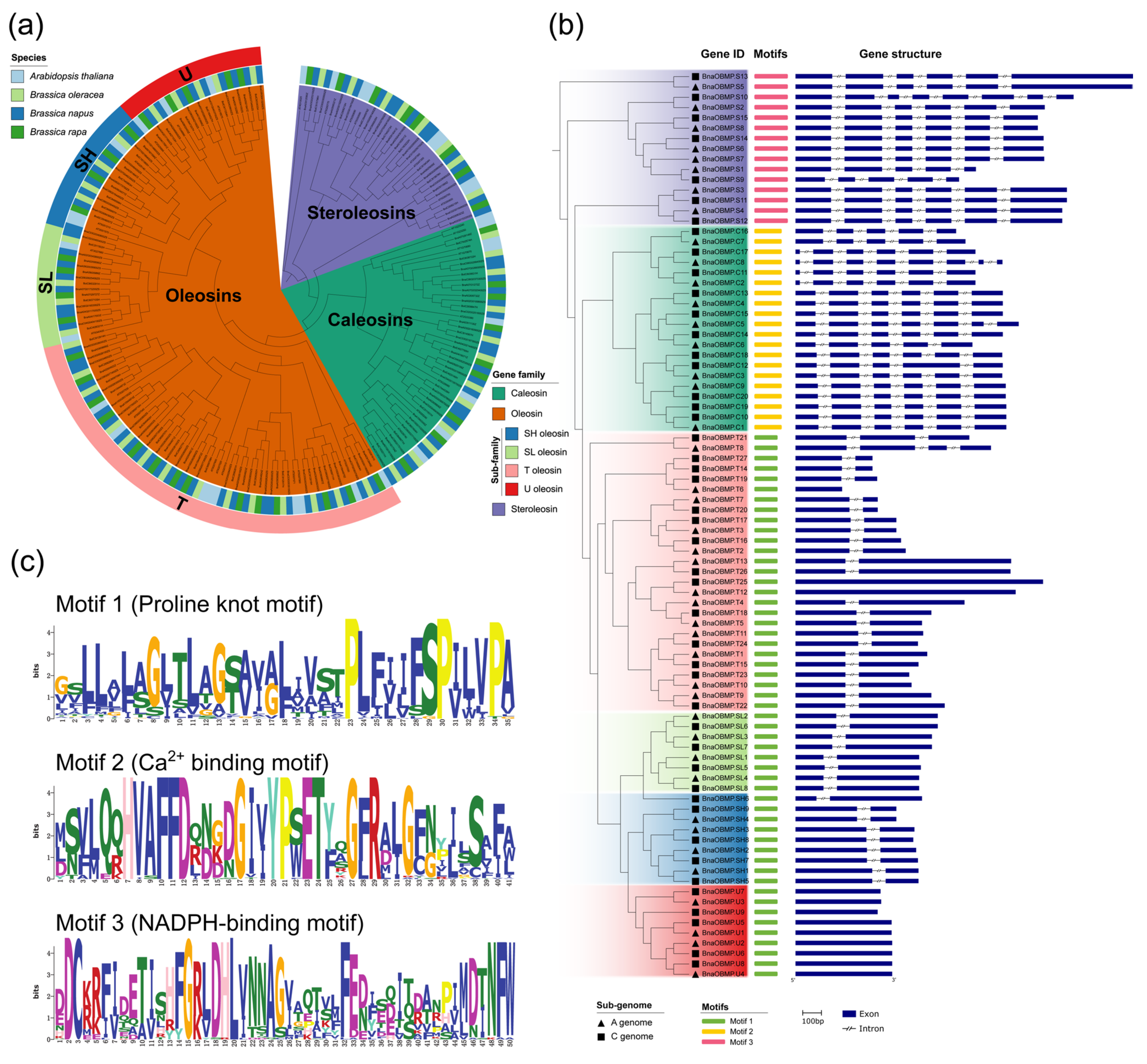 Plants 11 02241 g002 Plants 11 02241 g002