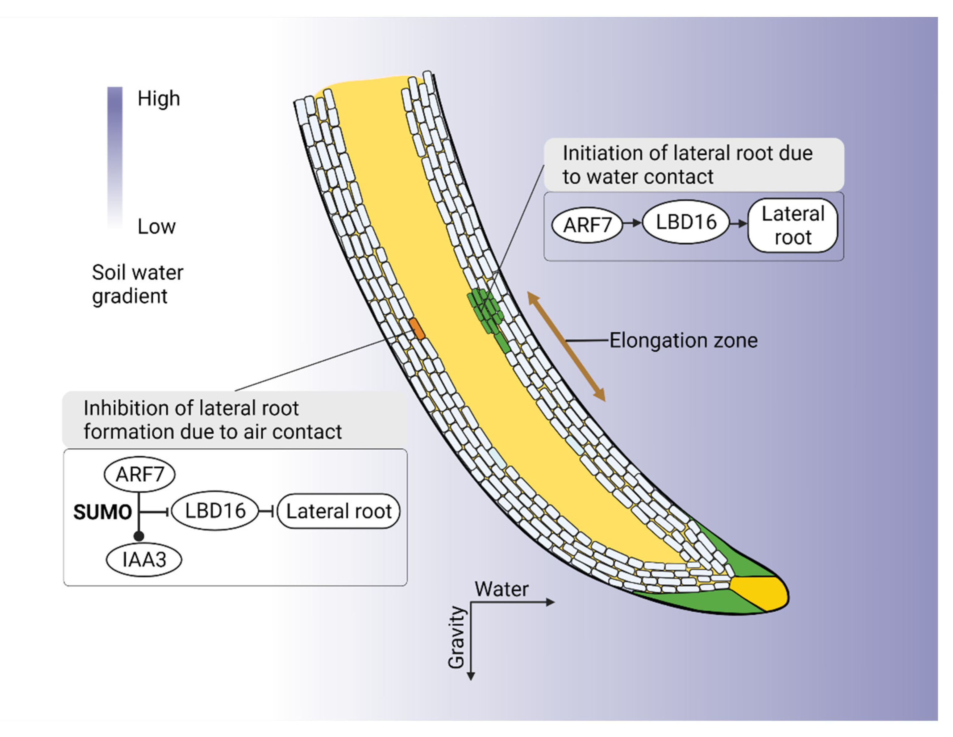 Plants 11 02256 g003
