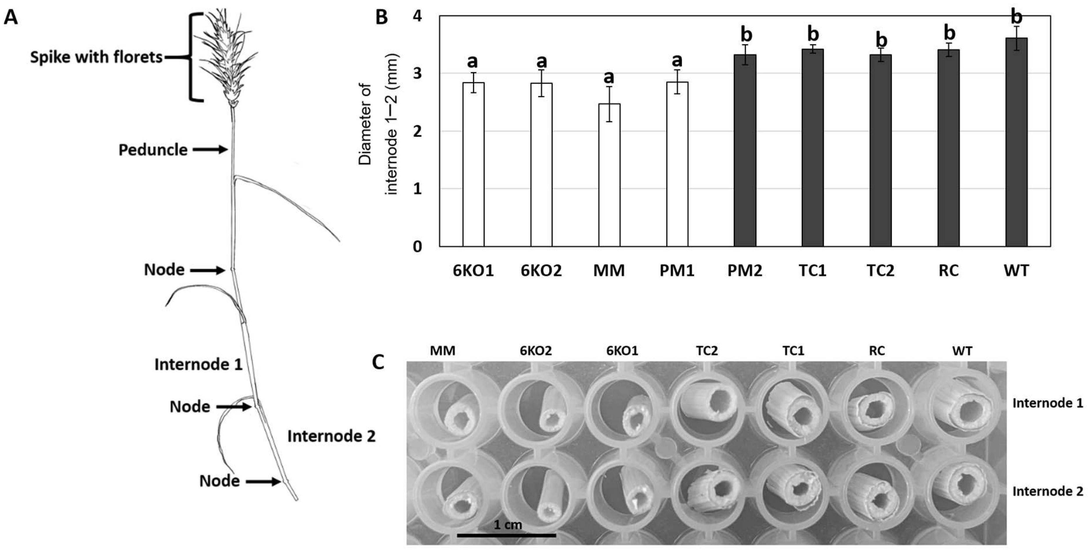 Plants 11 02259 g003 Plants 11 02259 g003