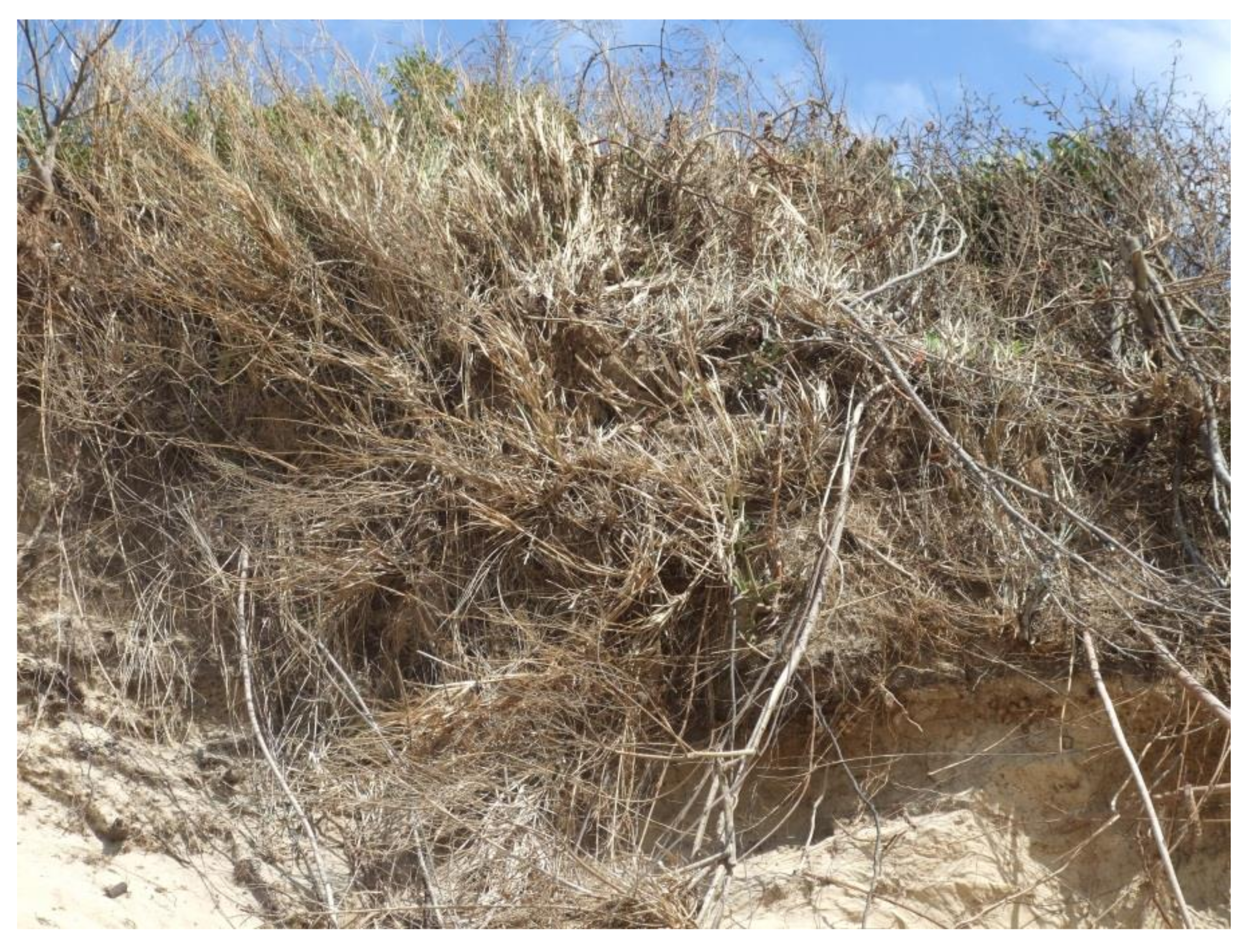 Tumbleweed, Deserts, Invasive Species, Wind Dispersal
