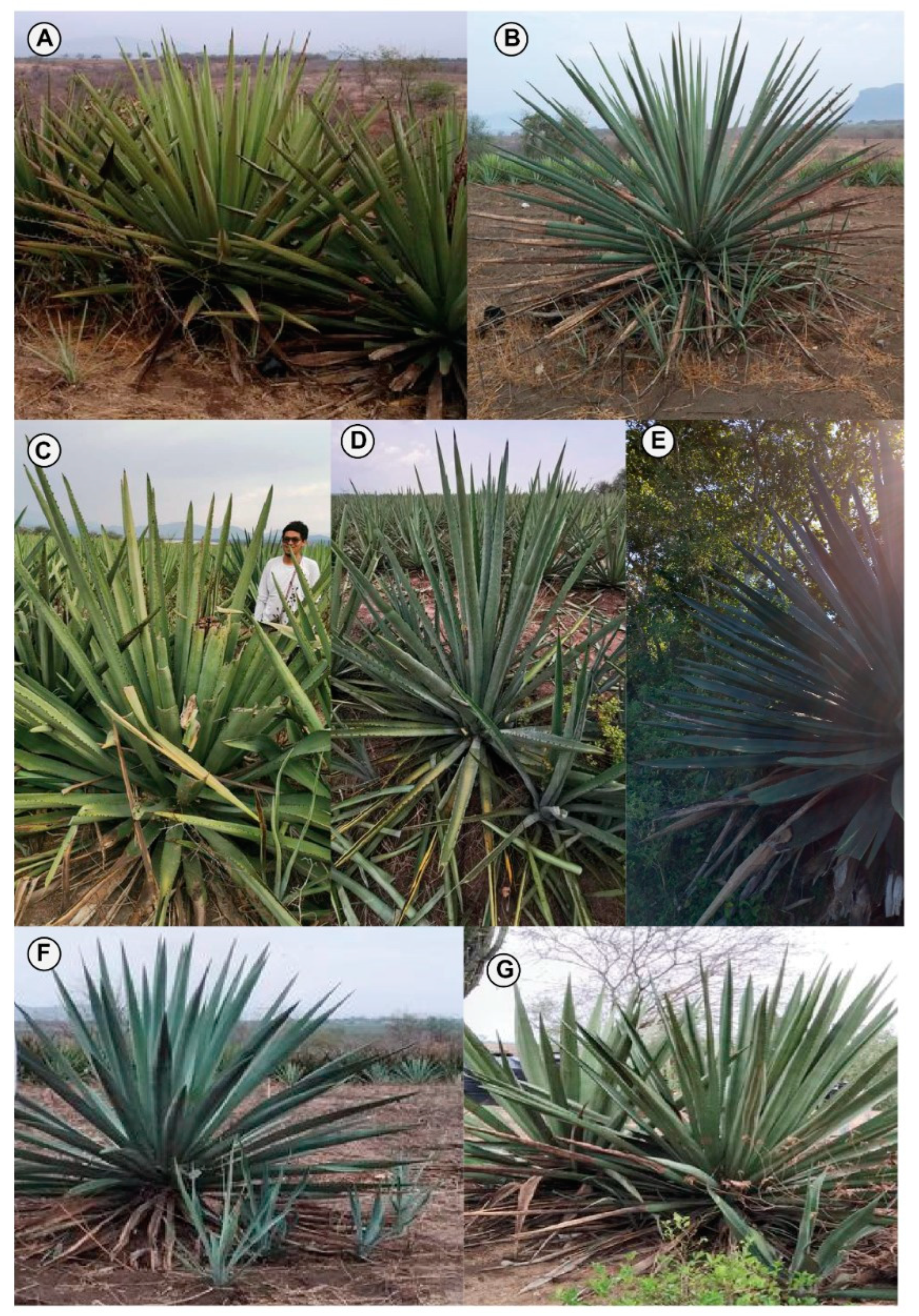 Plants 11 02274 g002 550