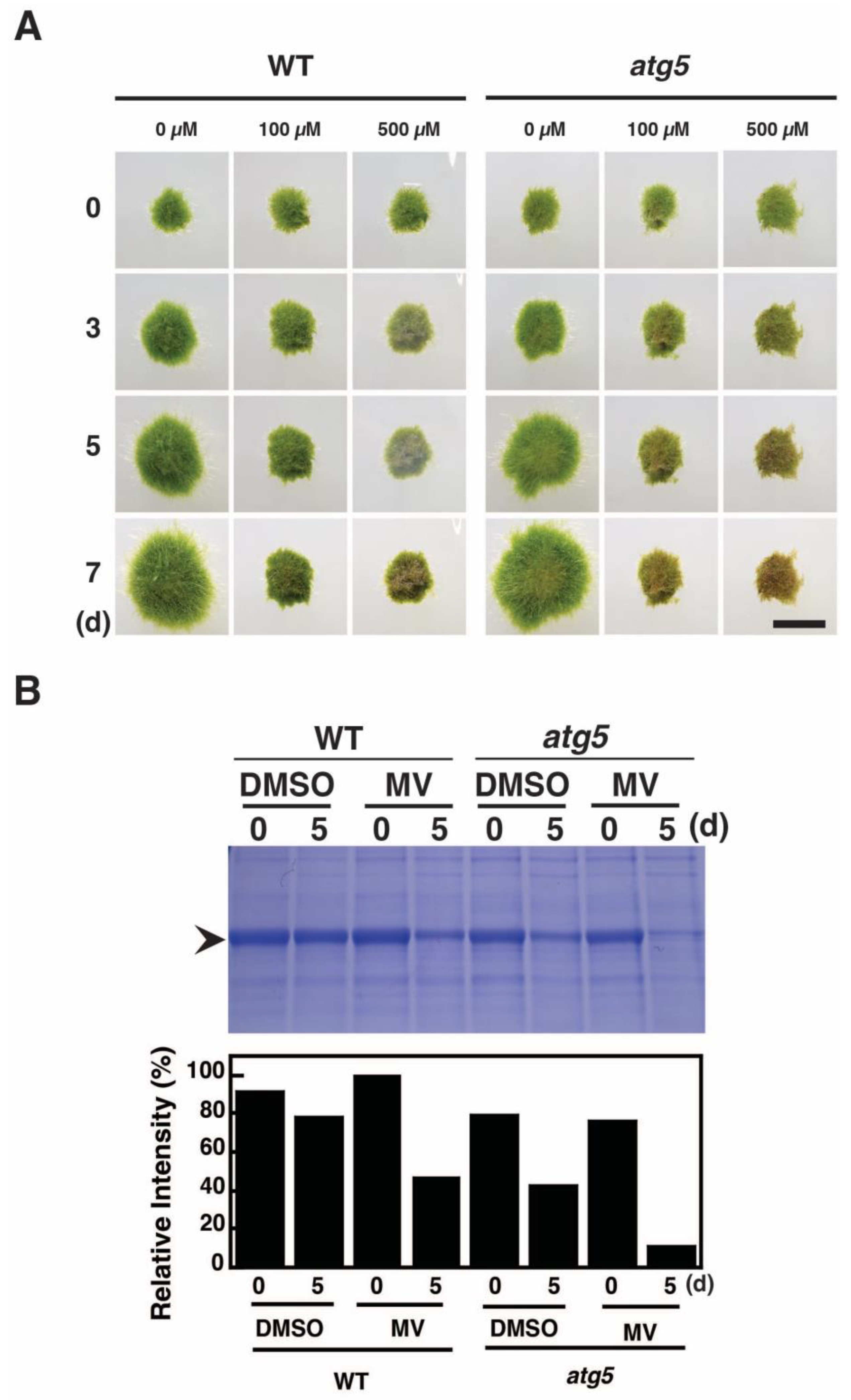 Plants 11 02280 g002