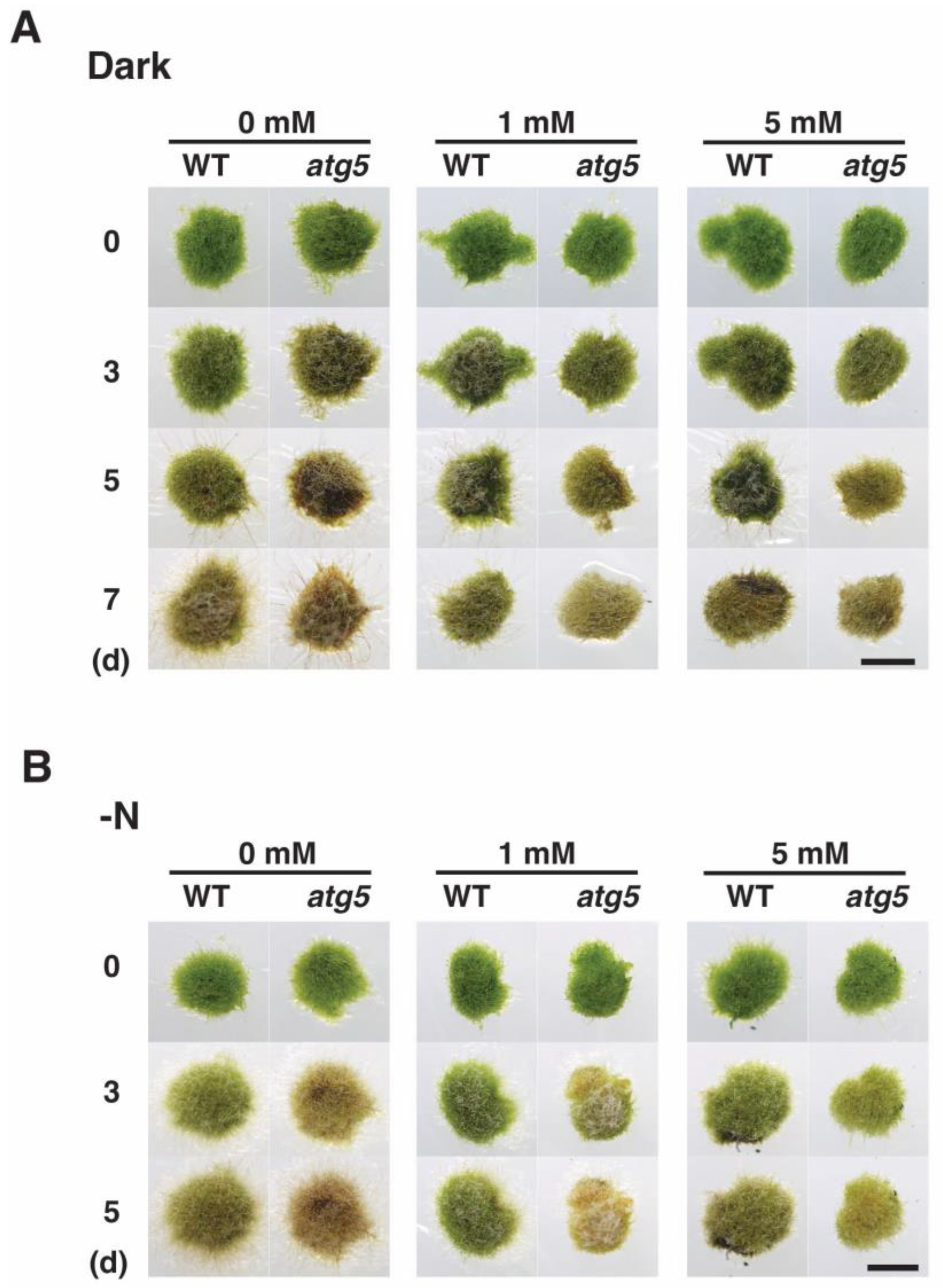 Plants 11 02280 g006