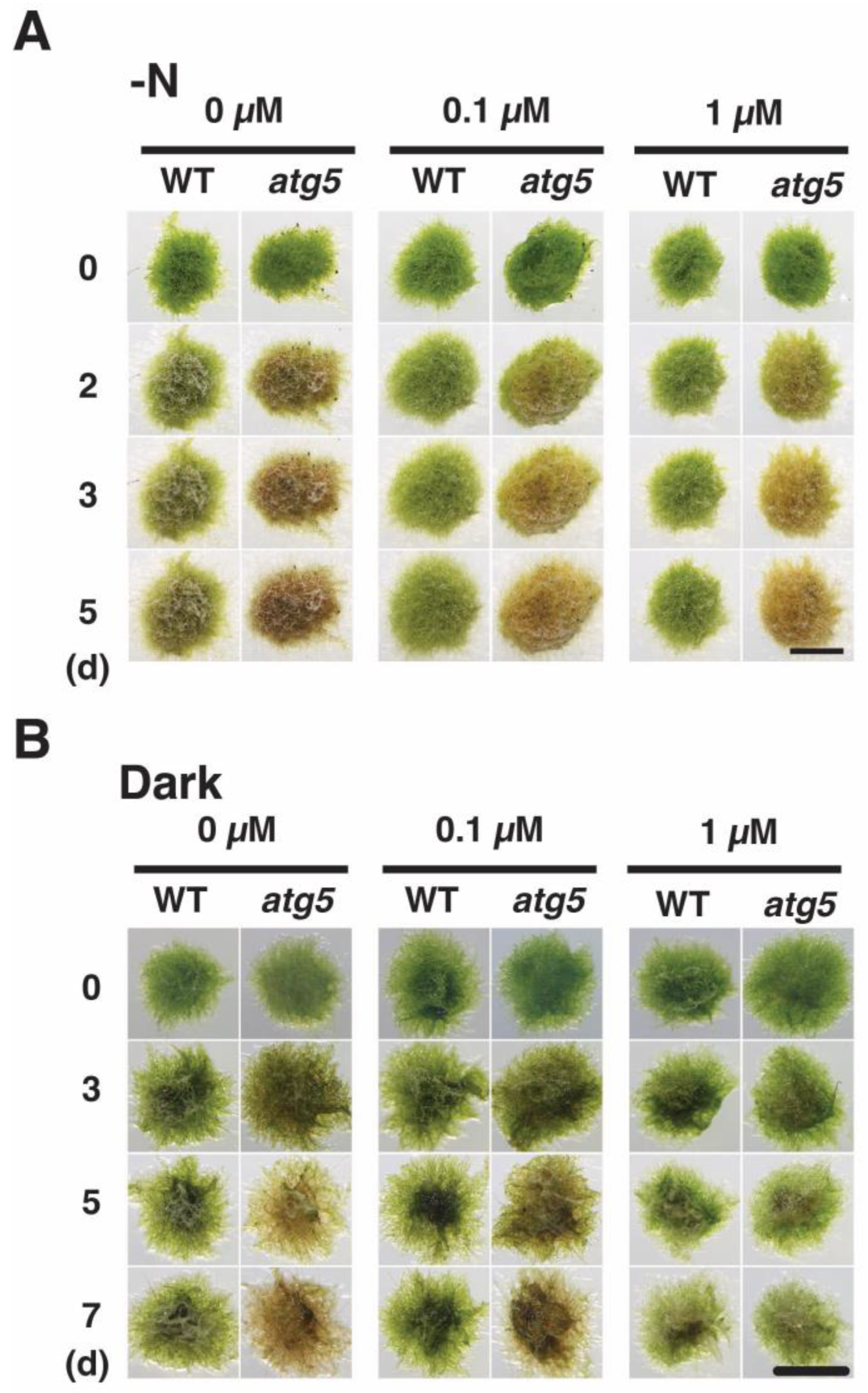 Plants 11 02280 g008