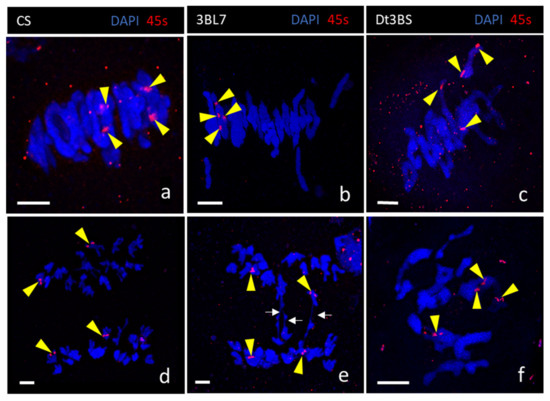 Location and Identification on Chromosome 3B of Bread Wheat of Genes ...