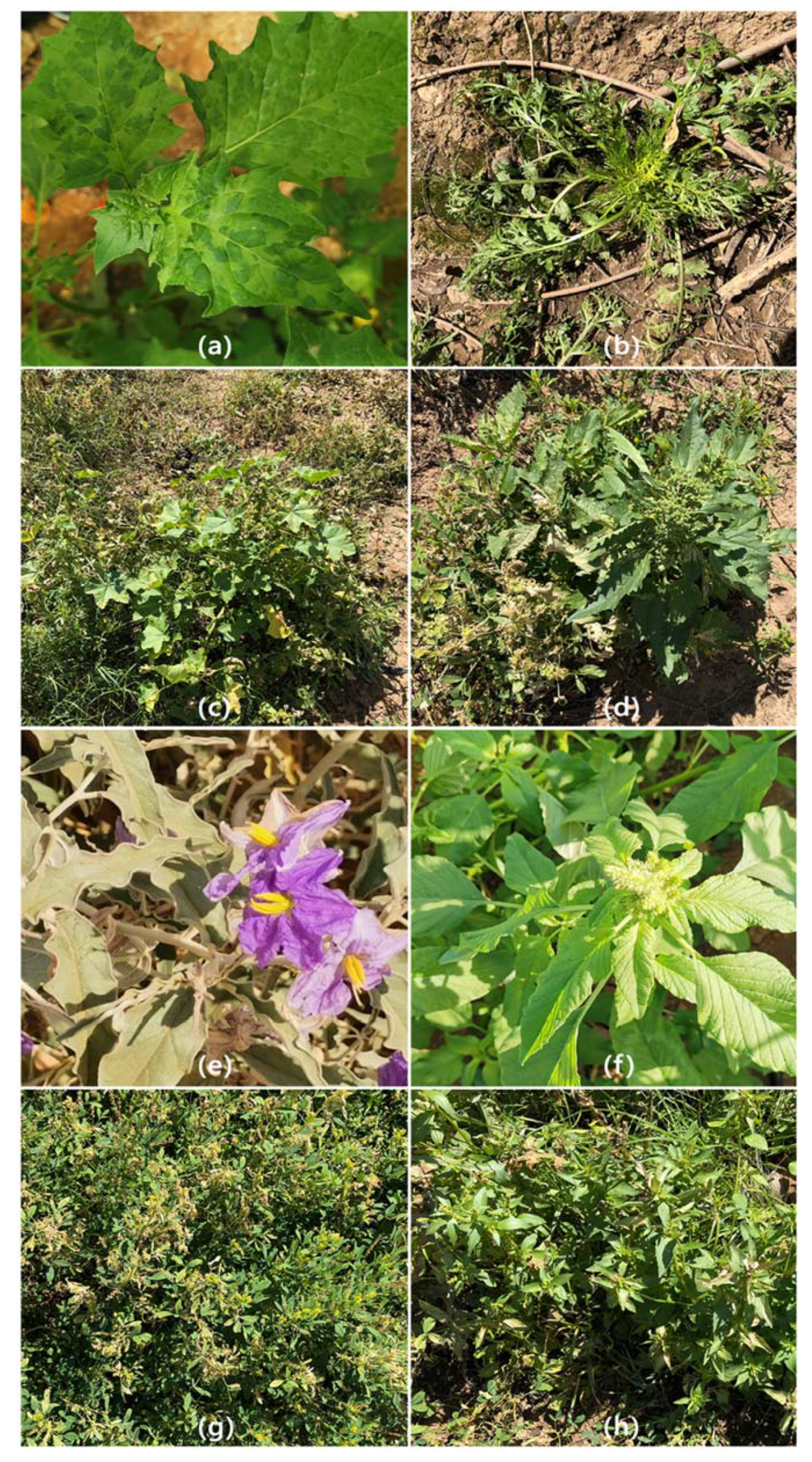 Plants 11 02287 g001