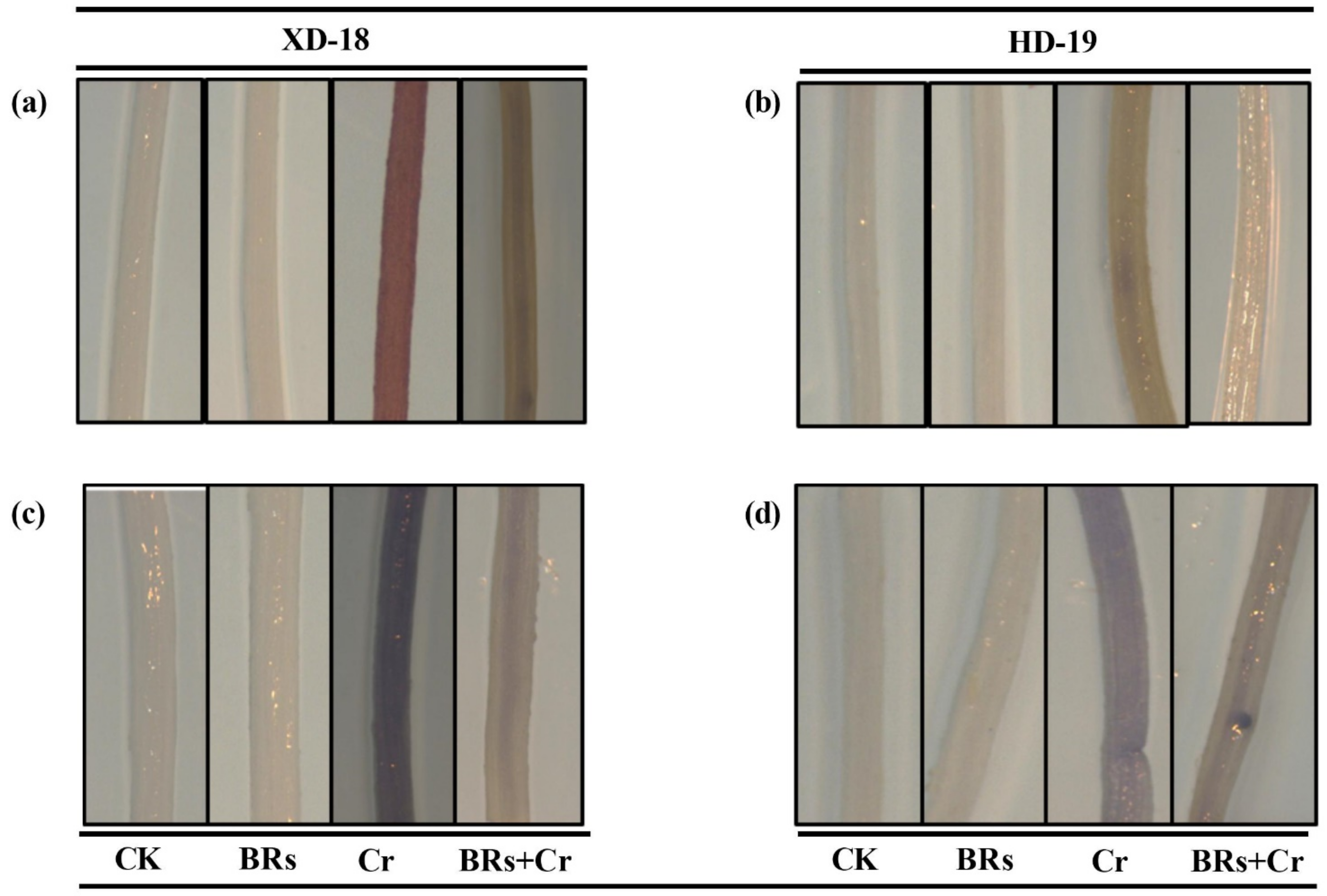 Plants 11 02292 g006 550