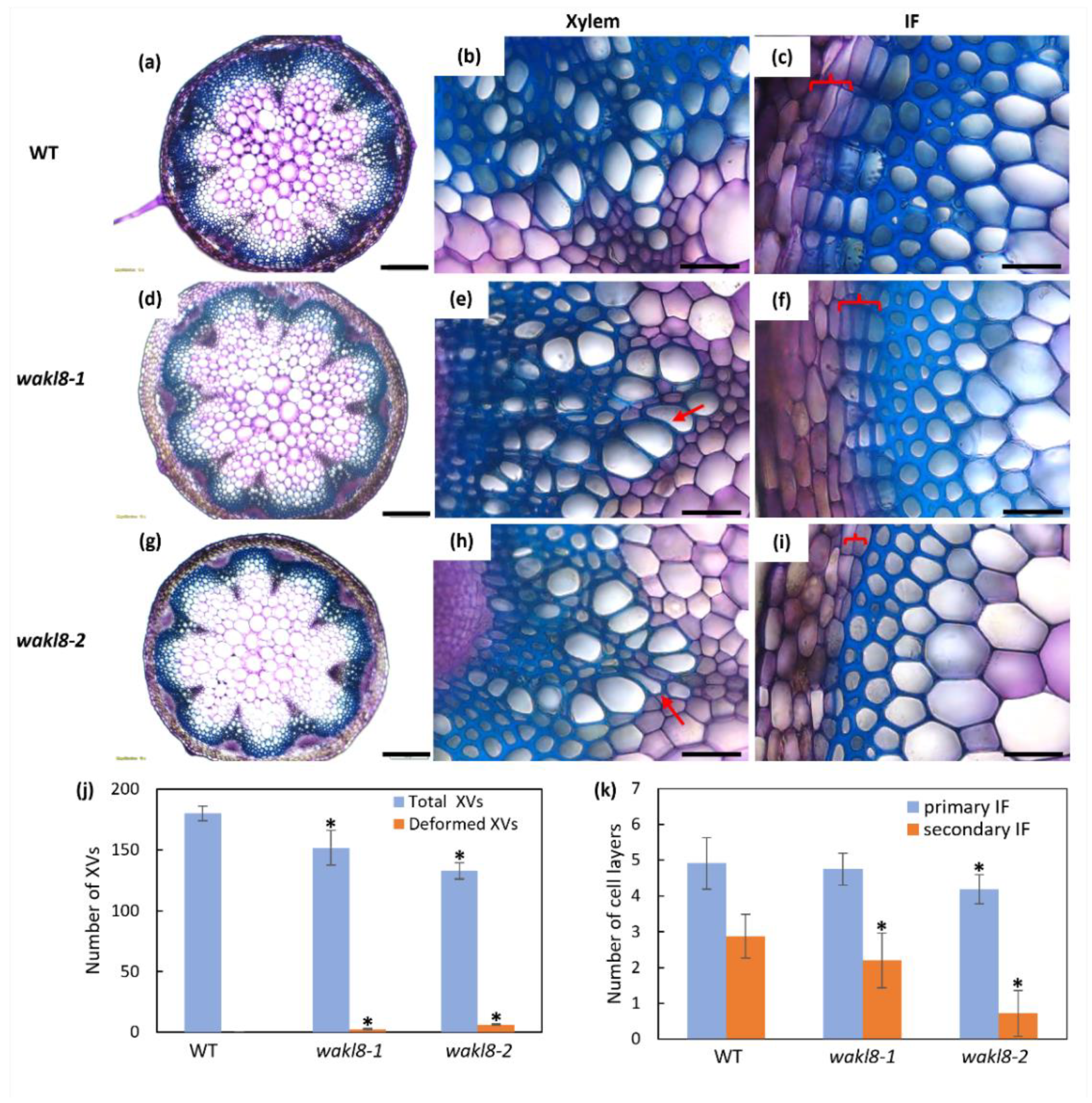 Plants 11 02297 g004