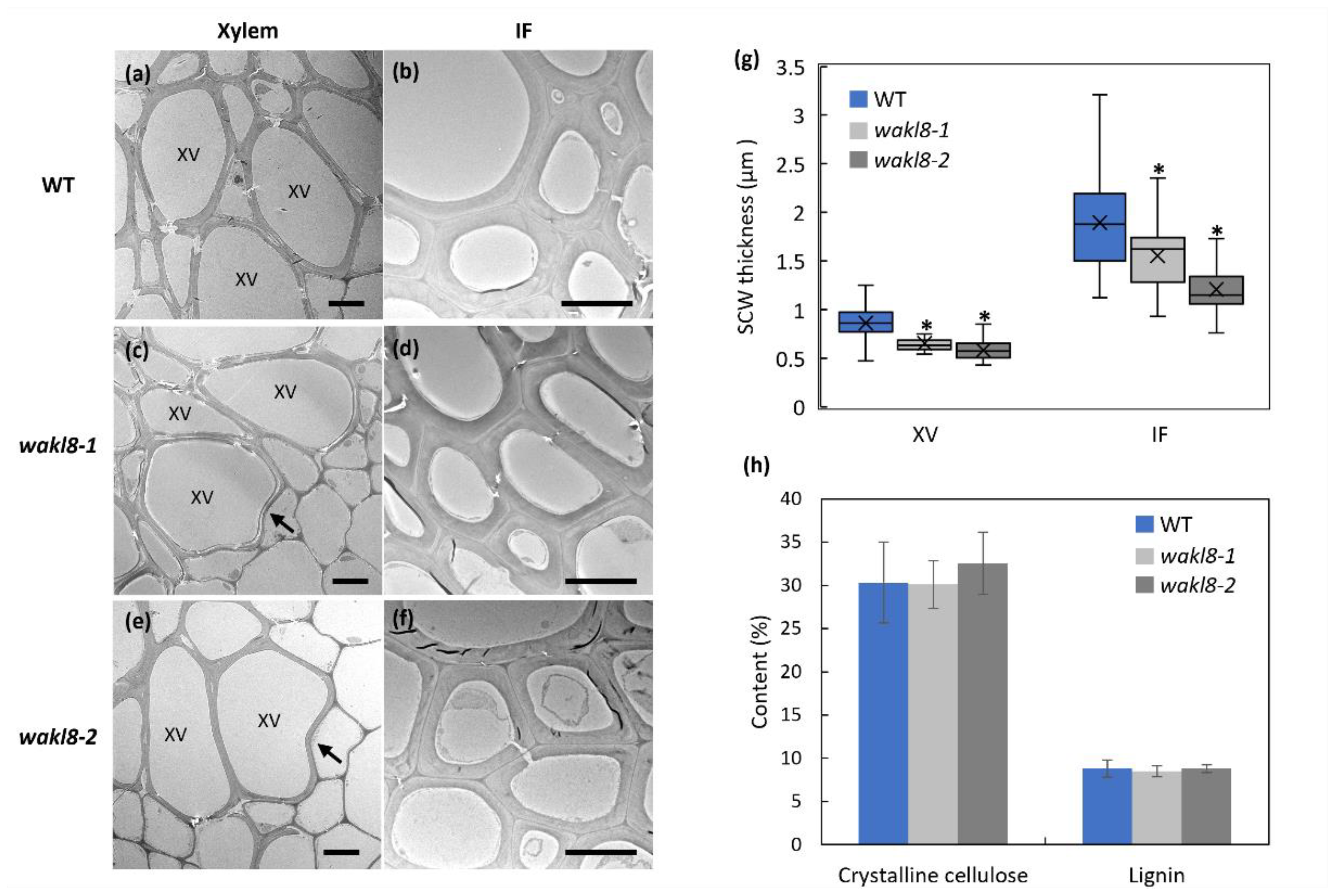 Plants 11 02297 g005