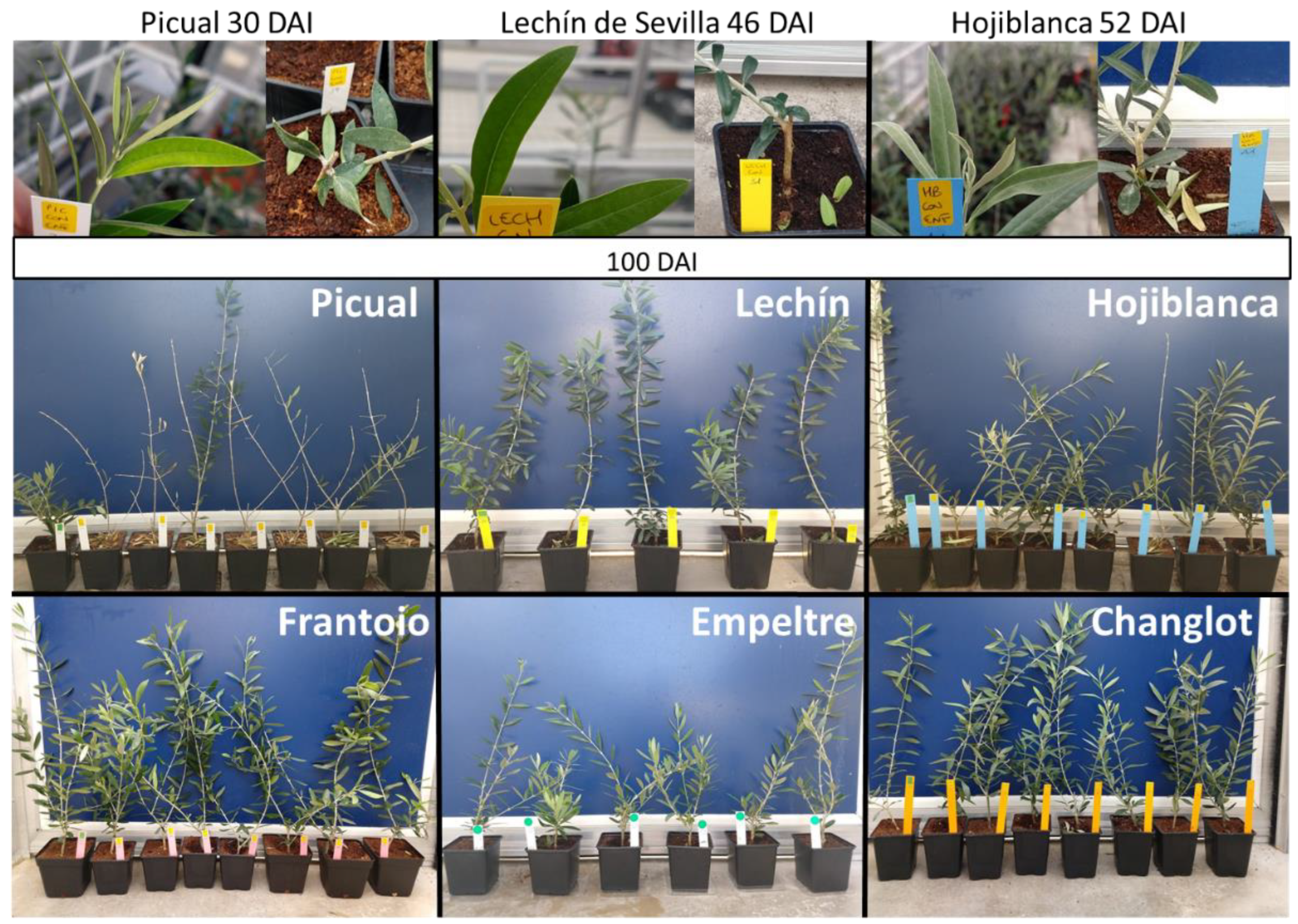 Plants 11 02302 g001 550