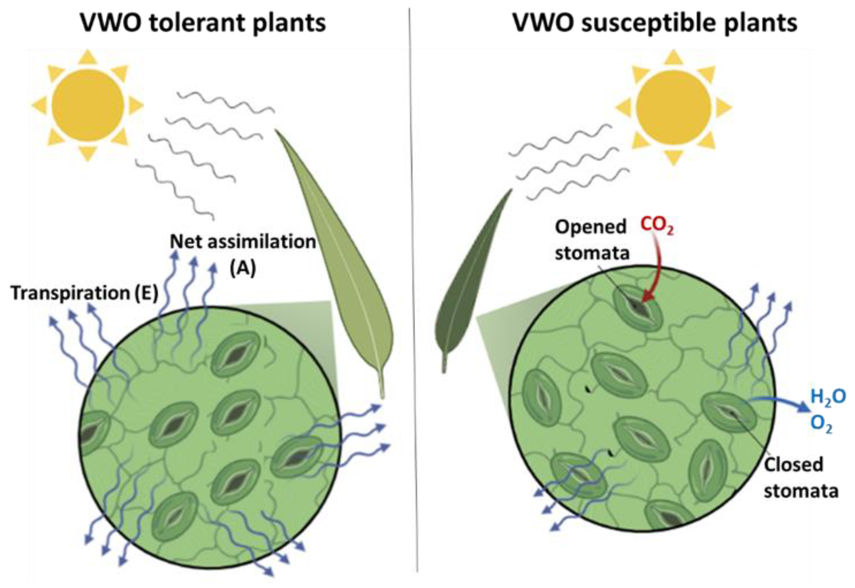 Plants 11 02302 g010 550