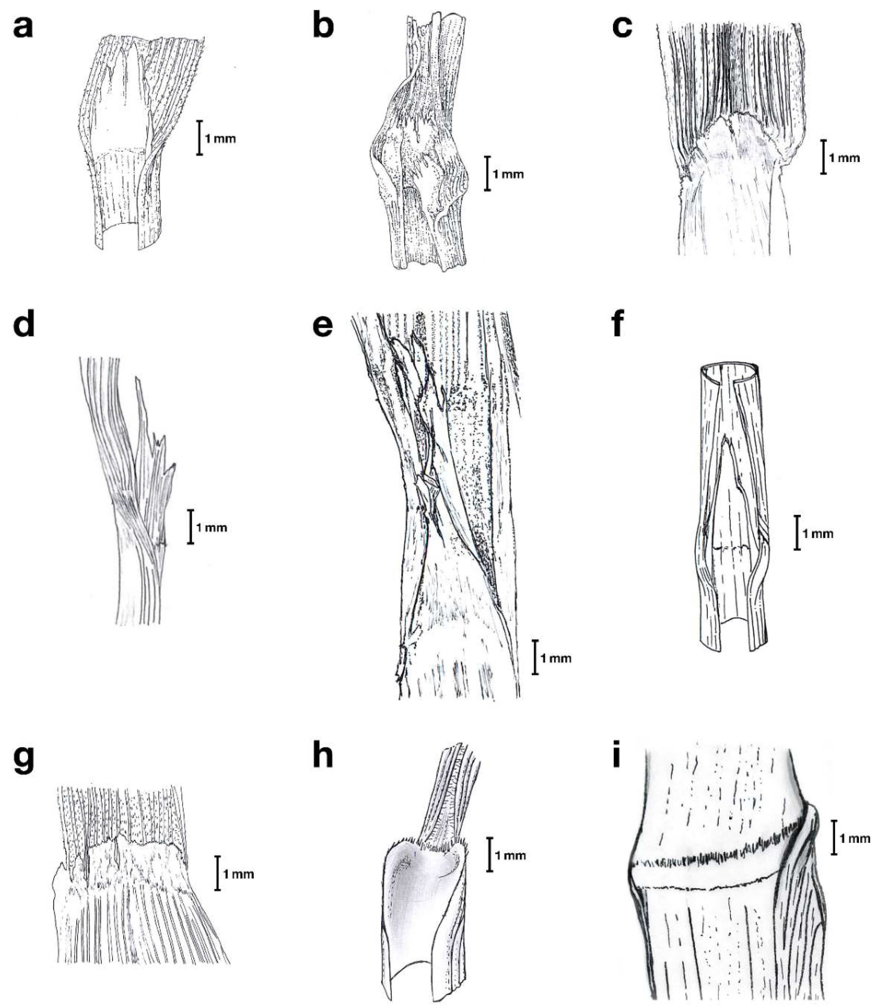 Plants 11 02303 g001 Plants 11 02303 g001