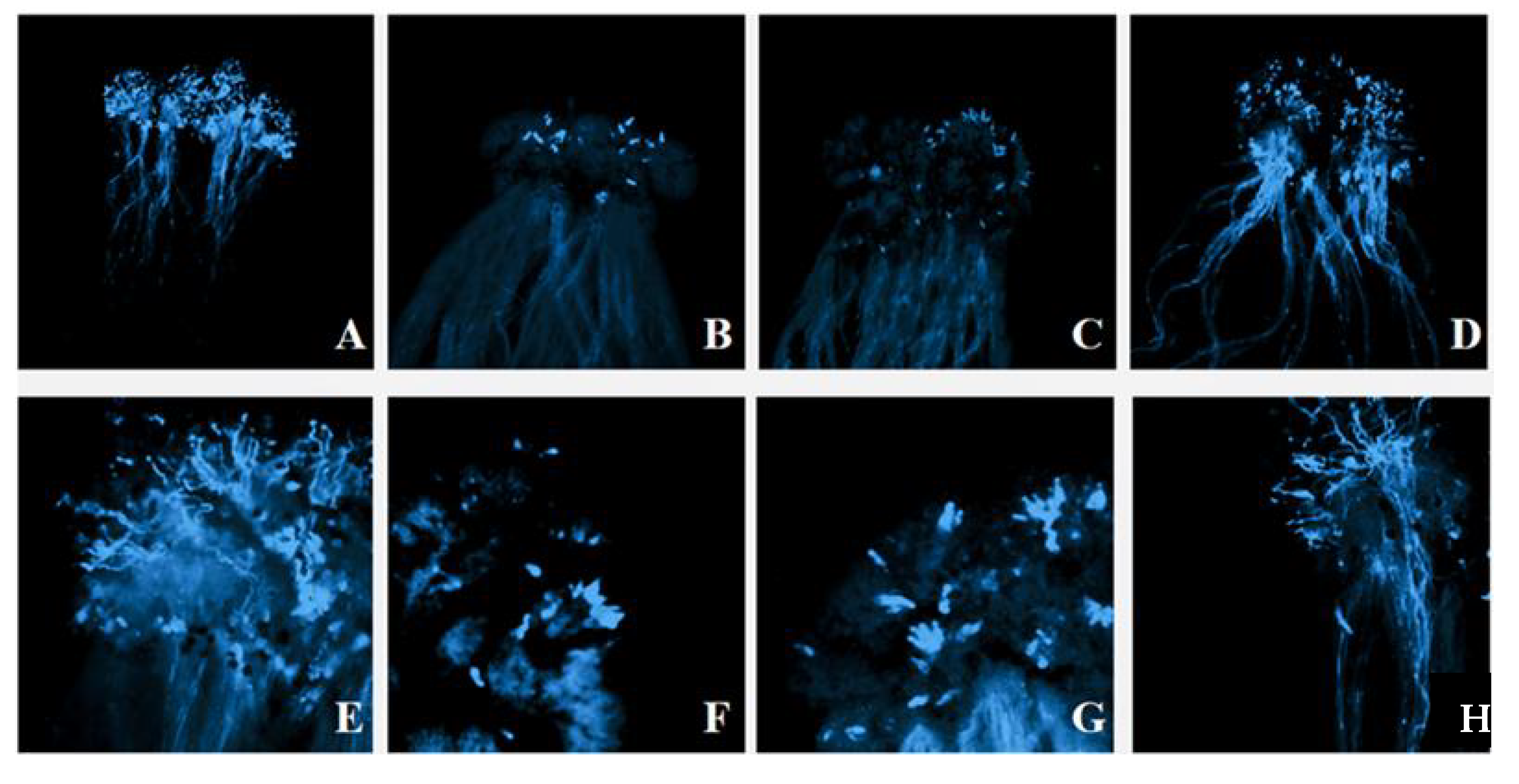 Plants 11 02304 g003 Plants 11 02304 g003