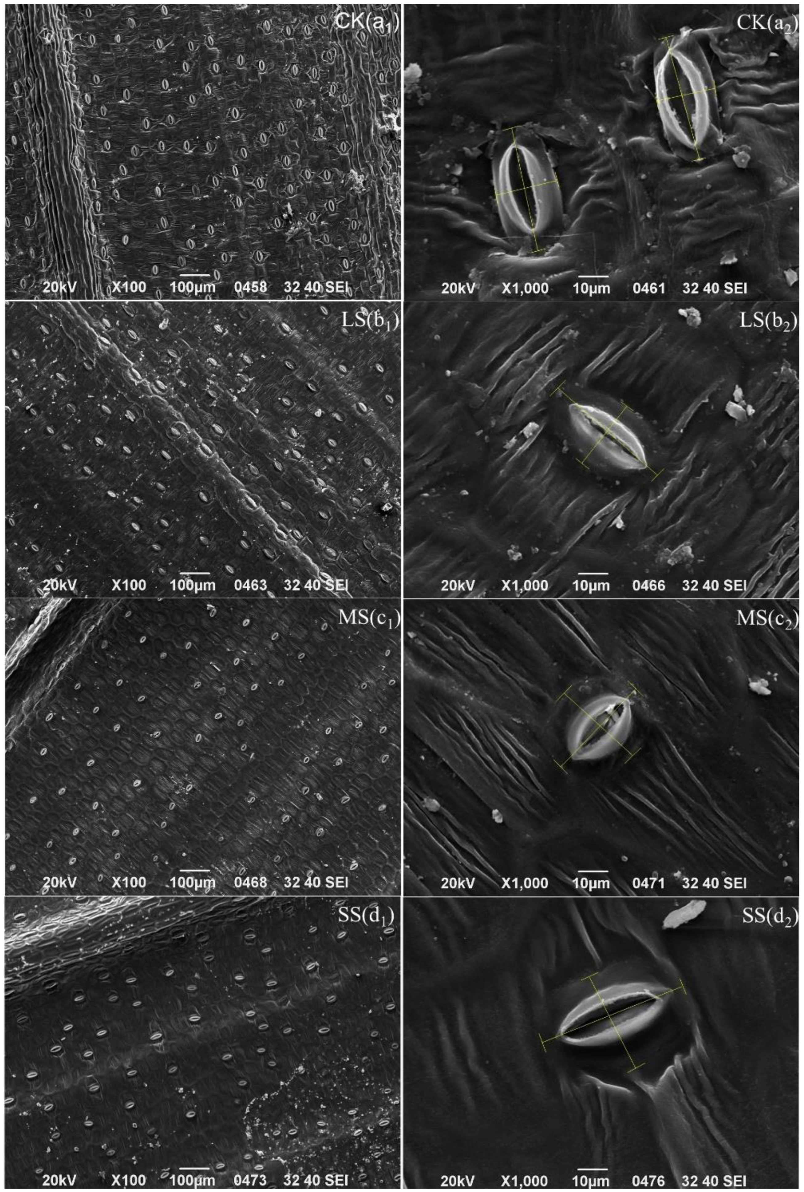 Plants 11 02313 g009 550