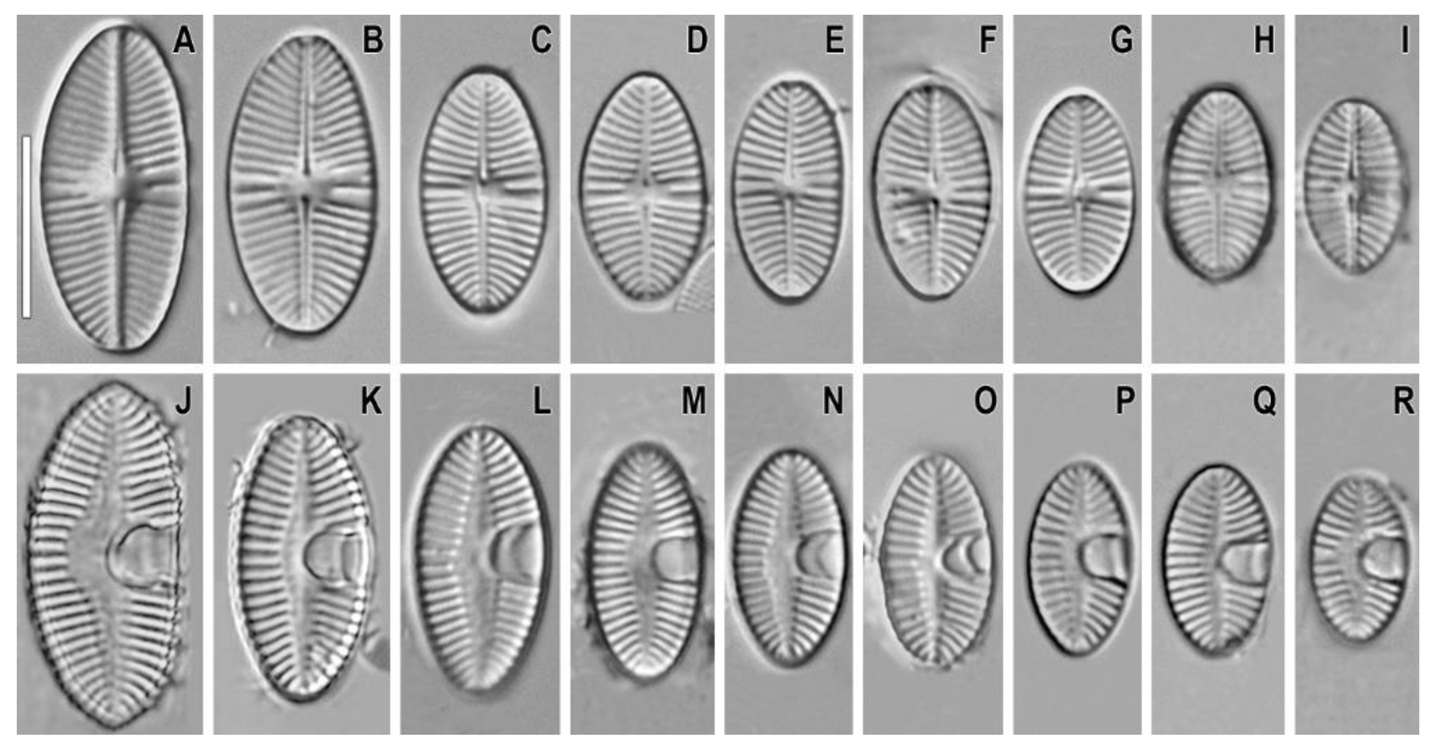 Plants 11 02314 g001 550