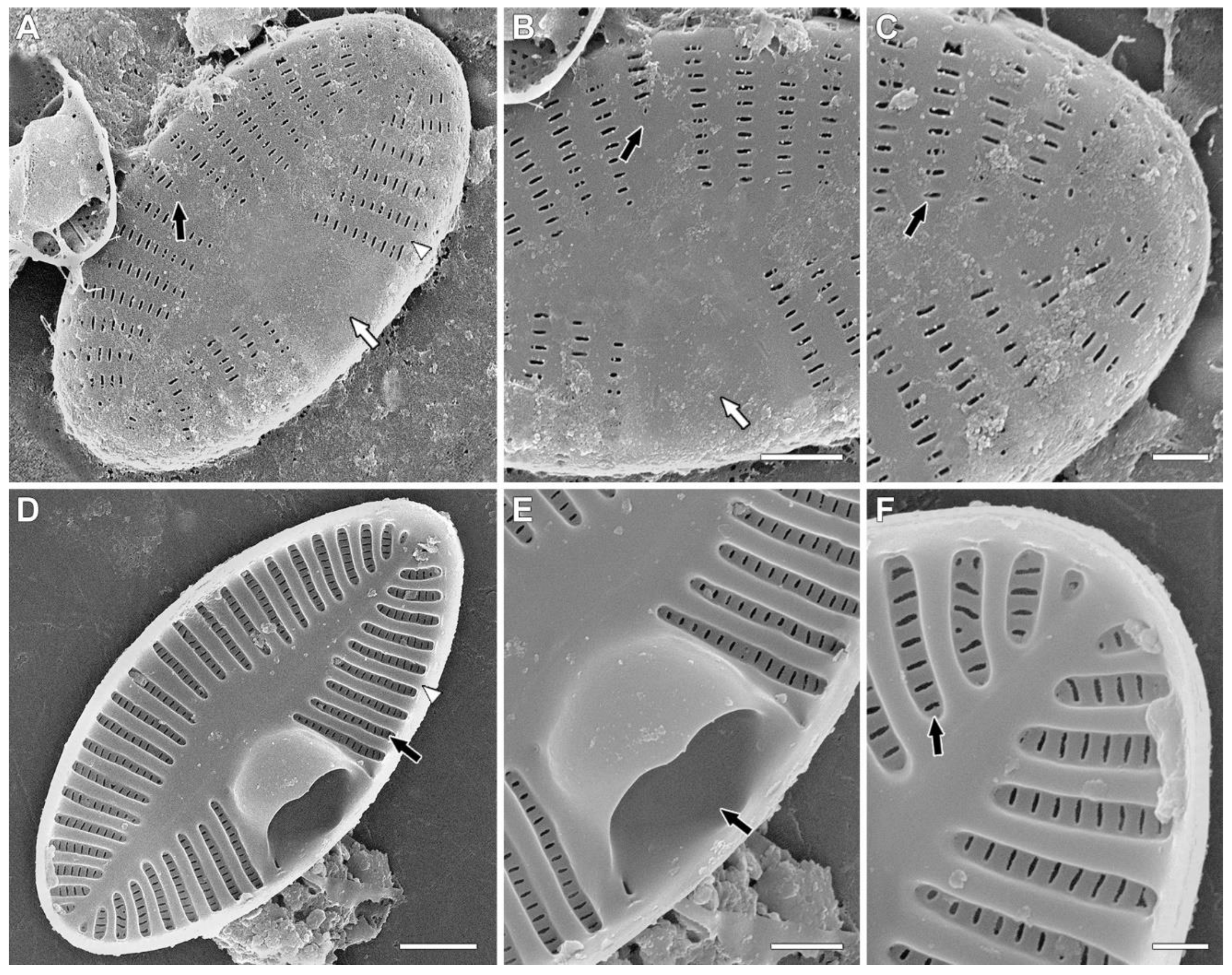 Plants 11 02314 g003 550