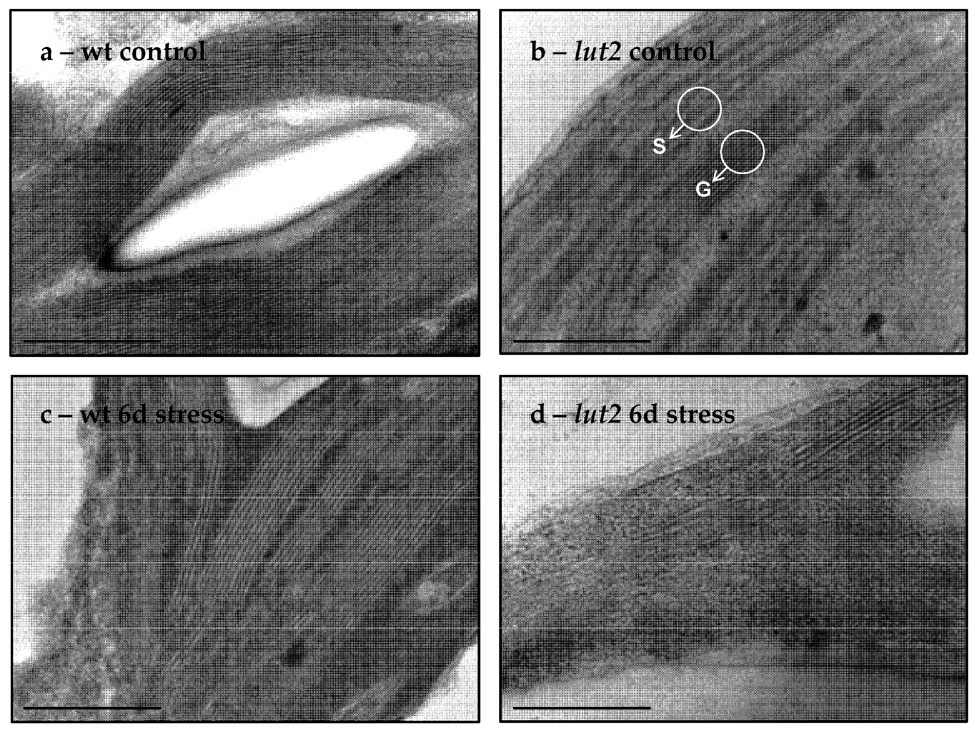 Plants 11 02318 g007 Plants 11 02318 g007