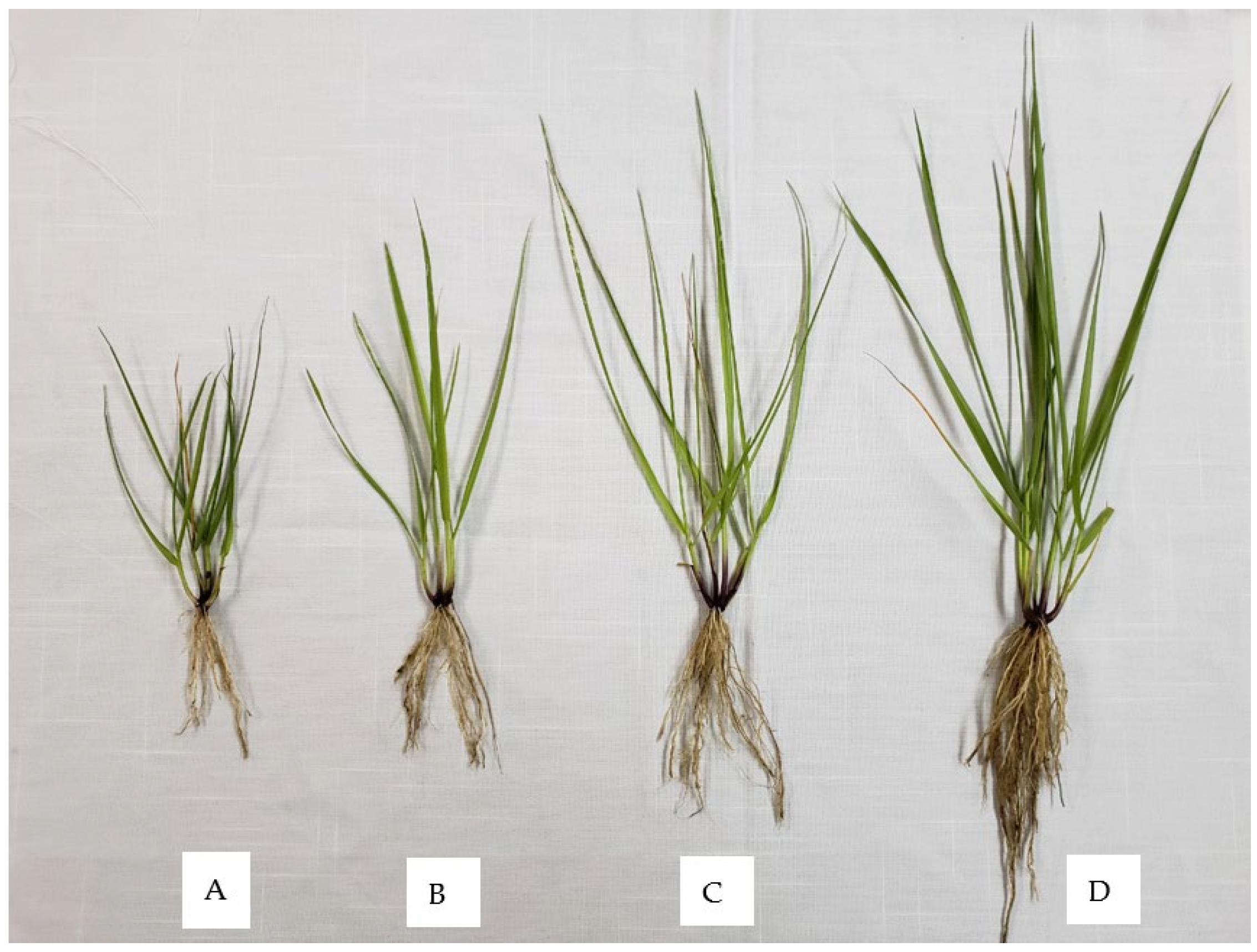 Plants 11 02326 g001 550