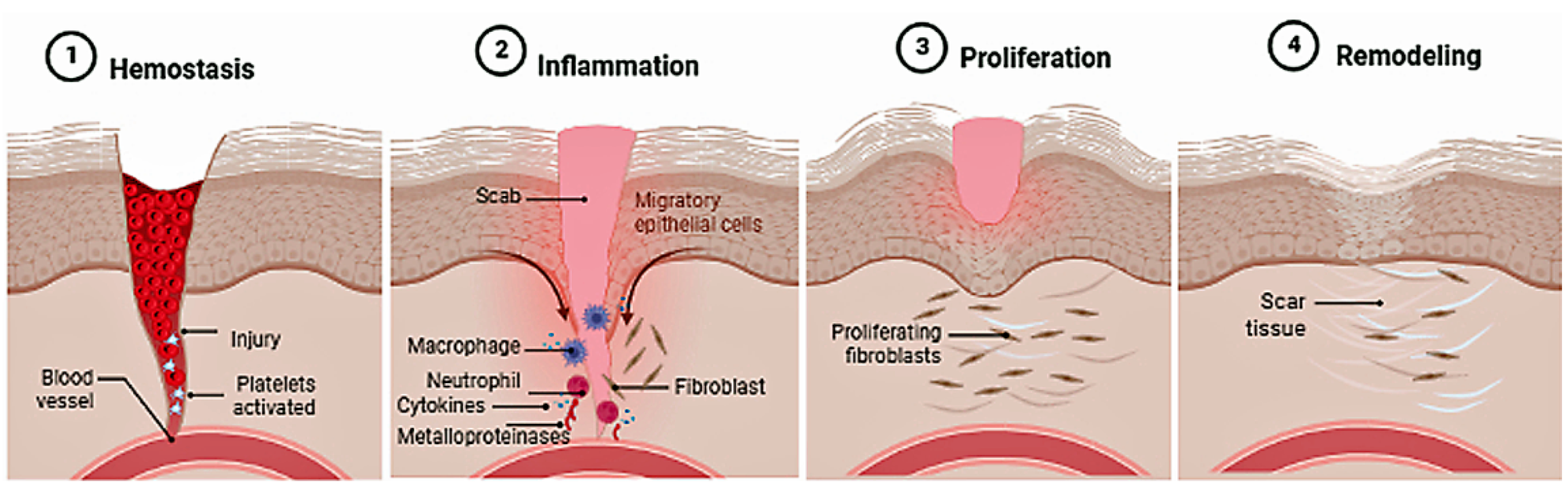 Plants 11 02333 g002 Plants 11 02333 g002