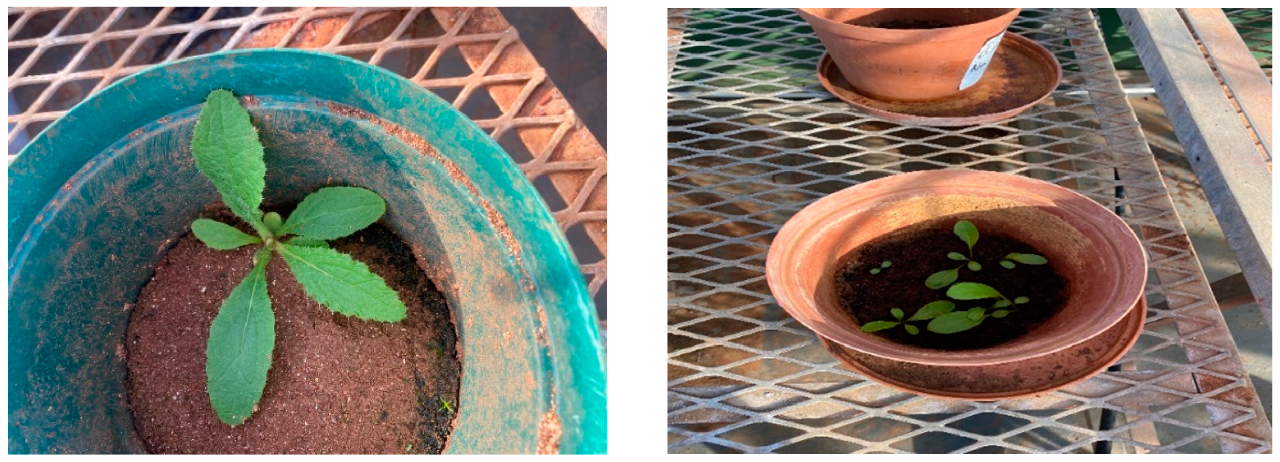 Plants 11 02360 g003 550