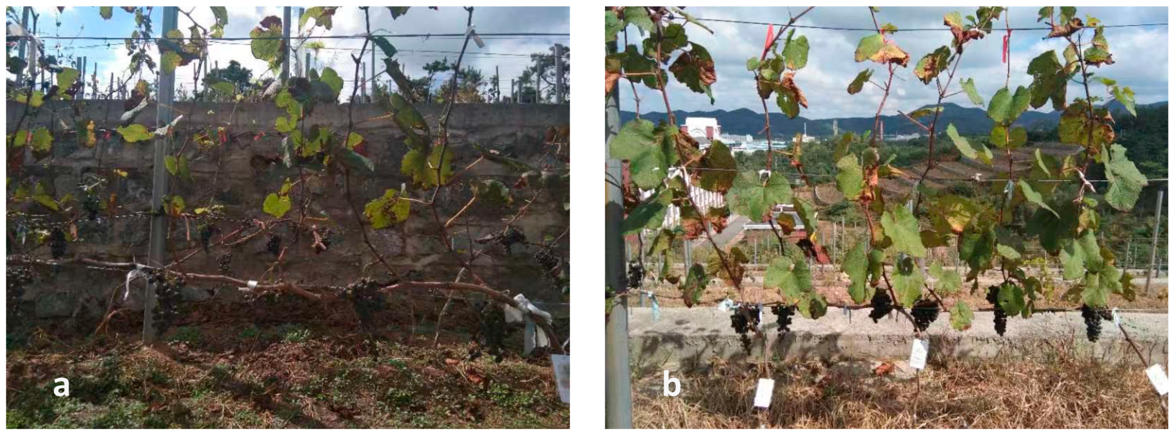 Plants 11 02361 g002