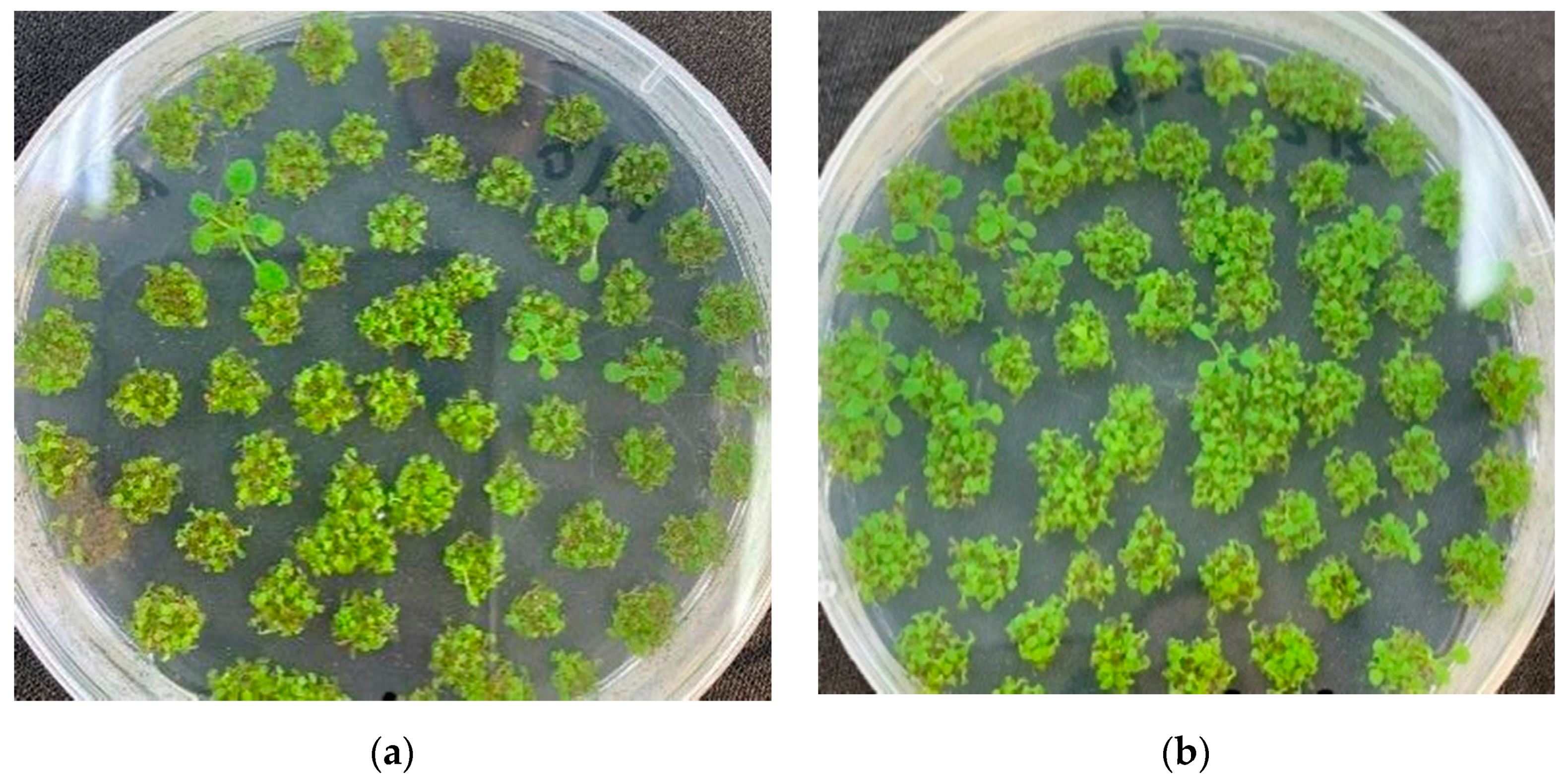 Plants 11 02364 g012