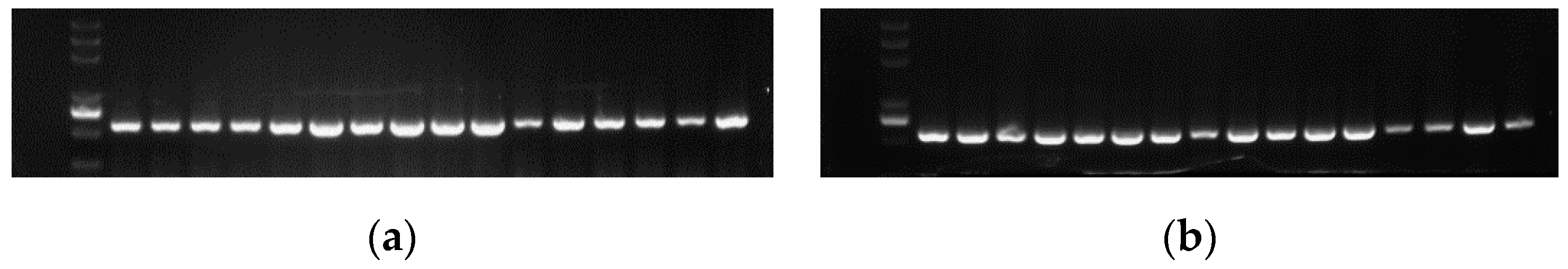 Plants 11 02364 g013