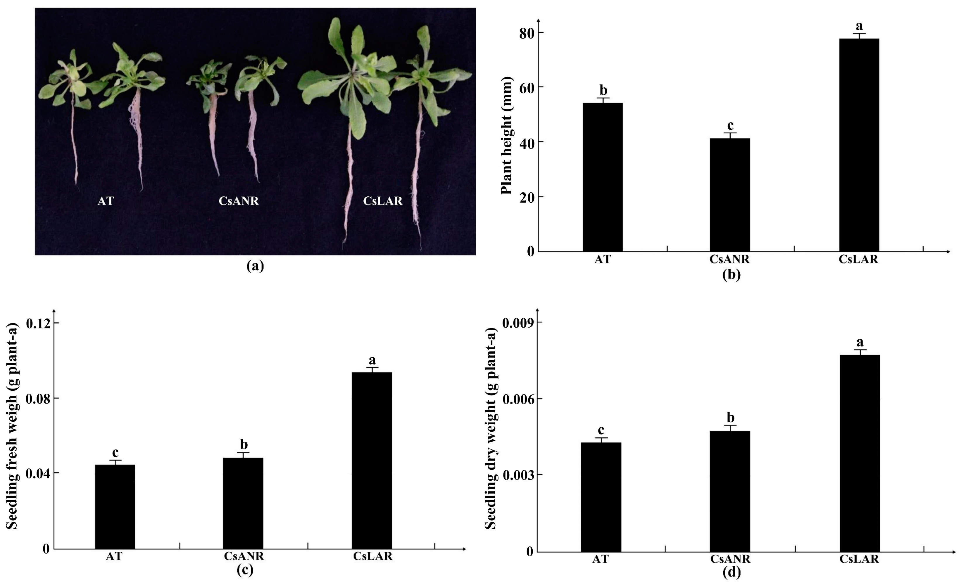 Plants Free FullText Proanthocyanidins Alleviate Cadmium Stress in