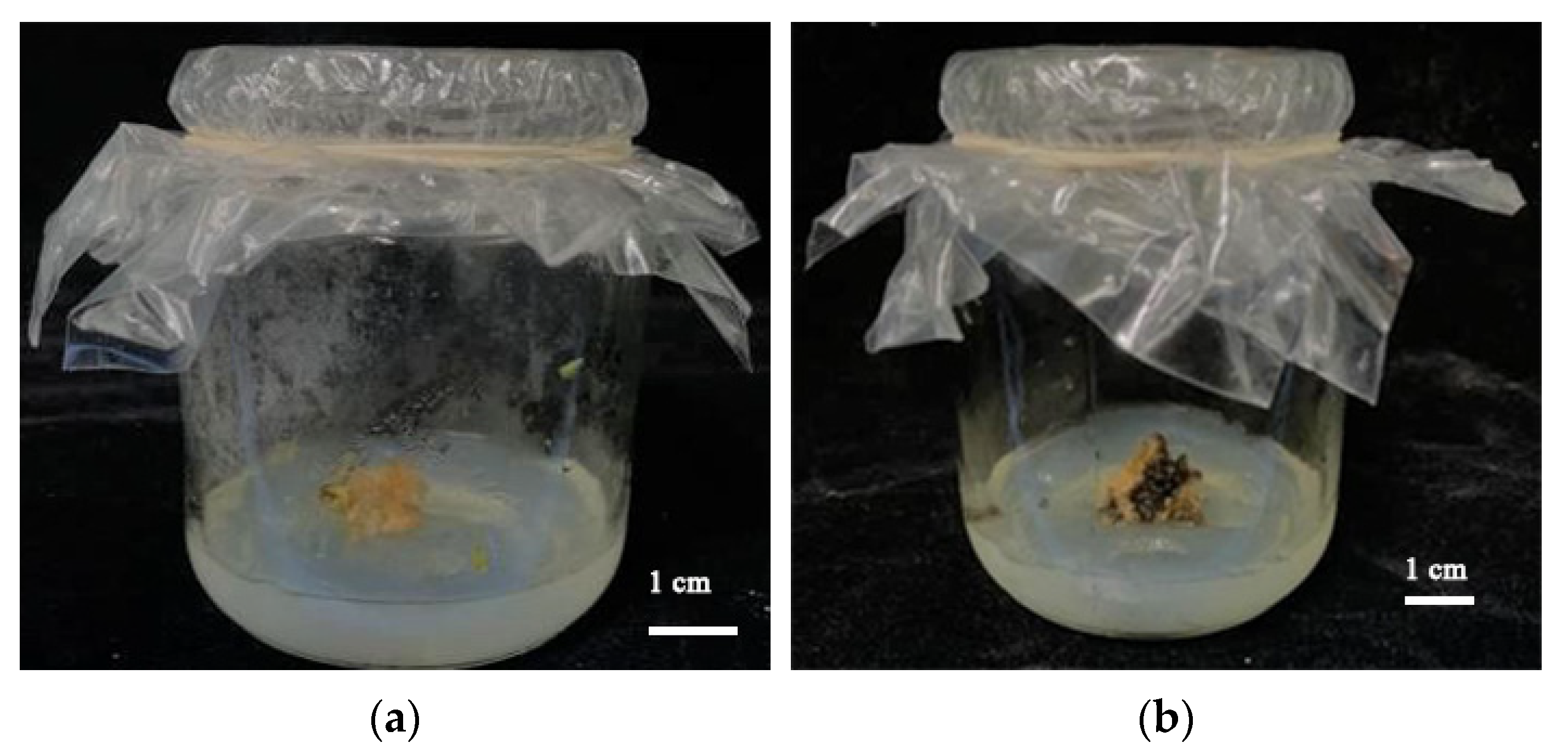 Plants 11 02372 g005 Plants 11 02372 g005