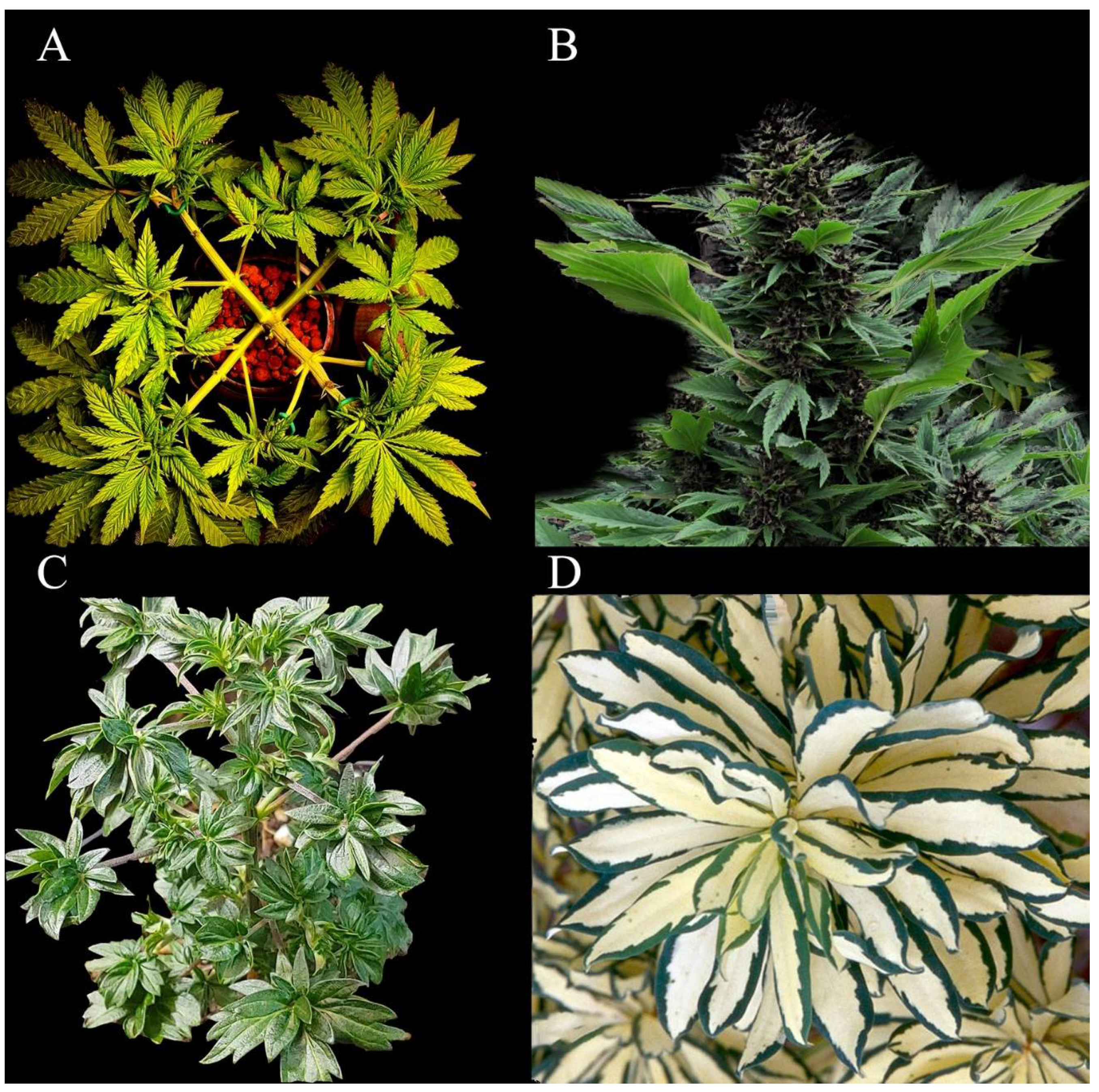 Plants 11 02383 g005 550