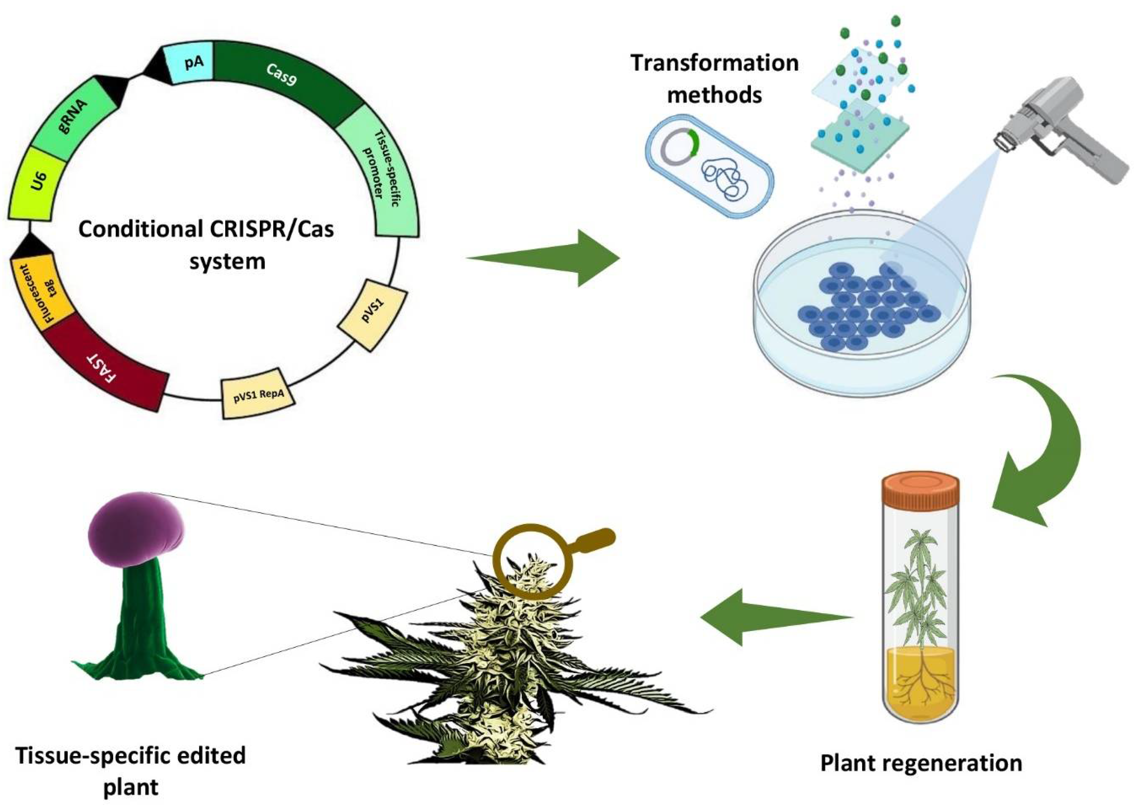 Plants 11 02383 g006 550