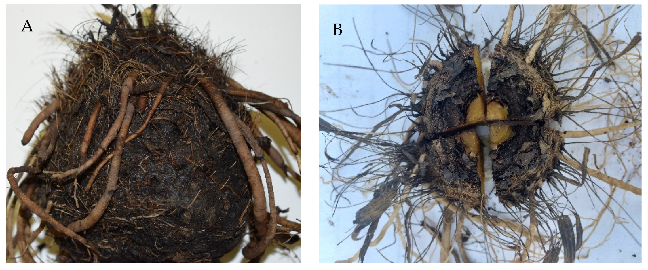 Plants 11 02387 g004