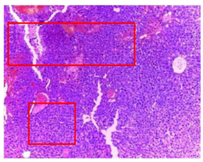 Plants 11 02389 i003