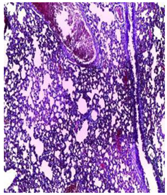 Plants 11 02389 i008