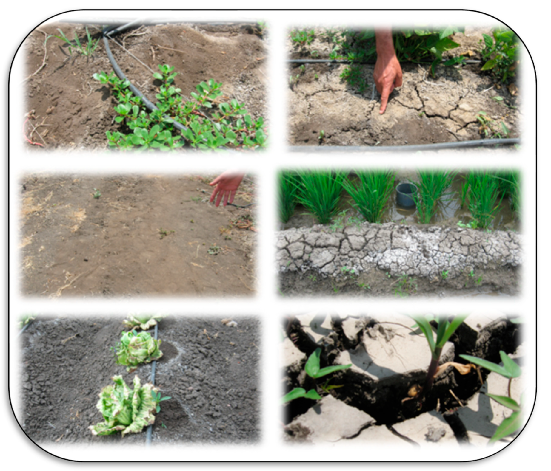 Plants 11 02392 g006