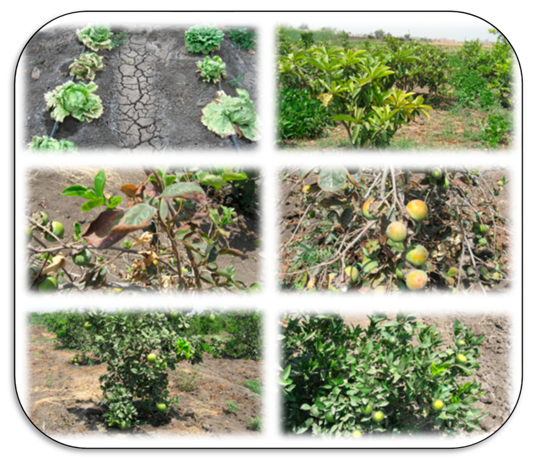 Plants 11 02392 g007