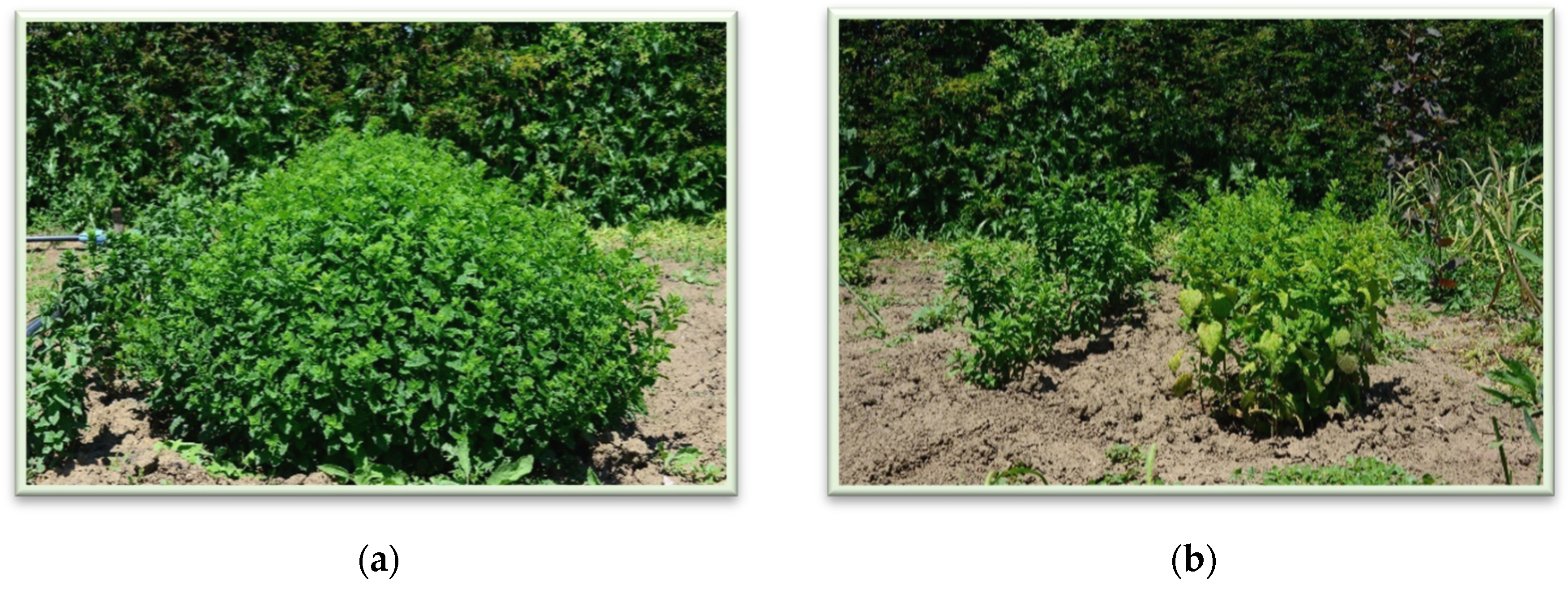 Plants 11 02398 g001 550