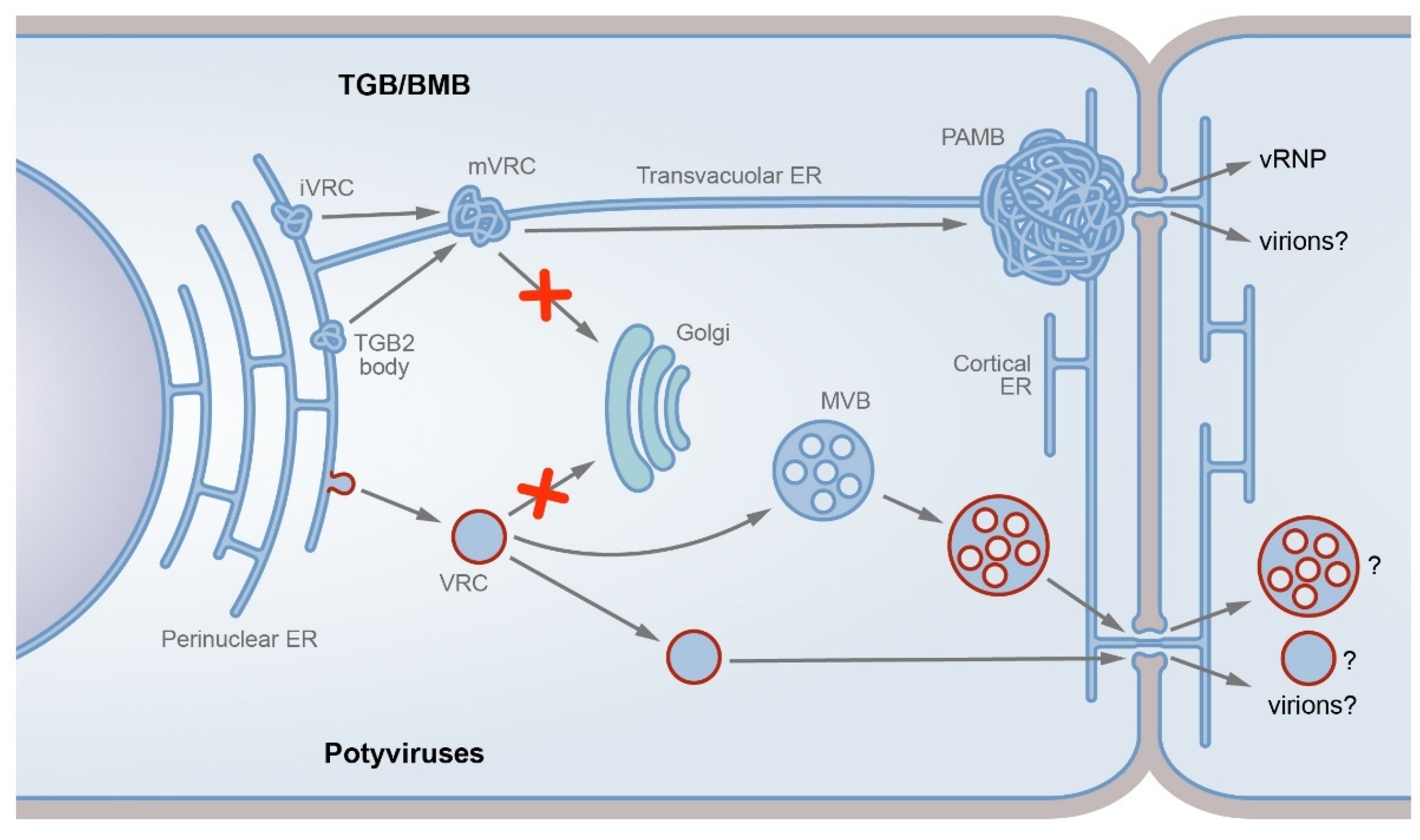 Plants 11 02403 g001