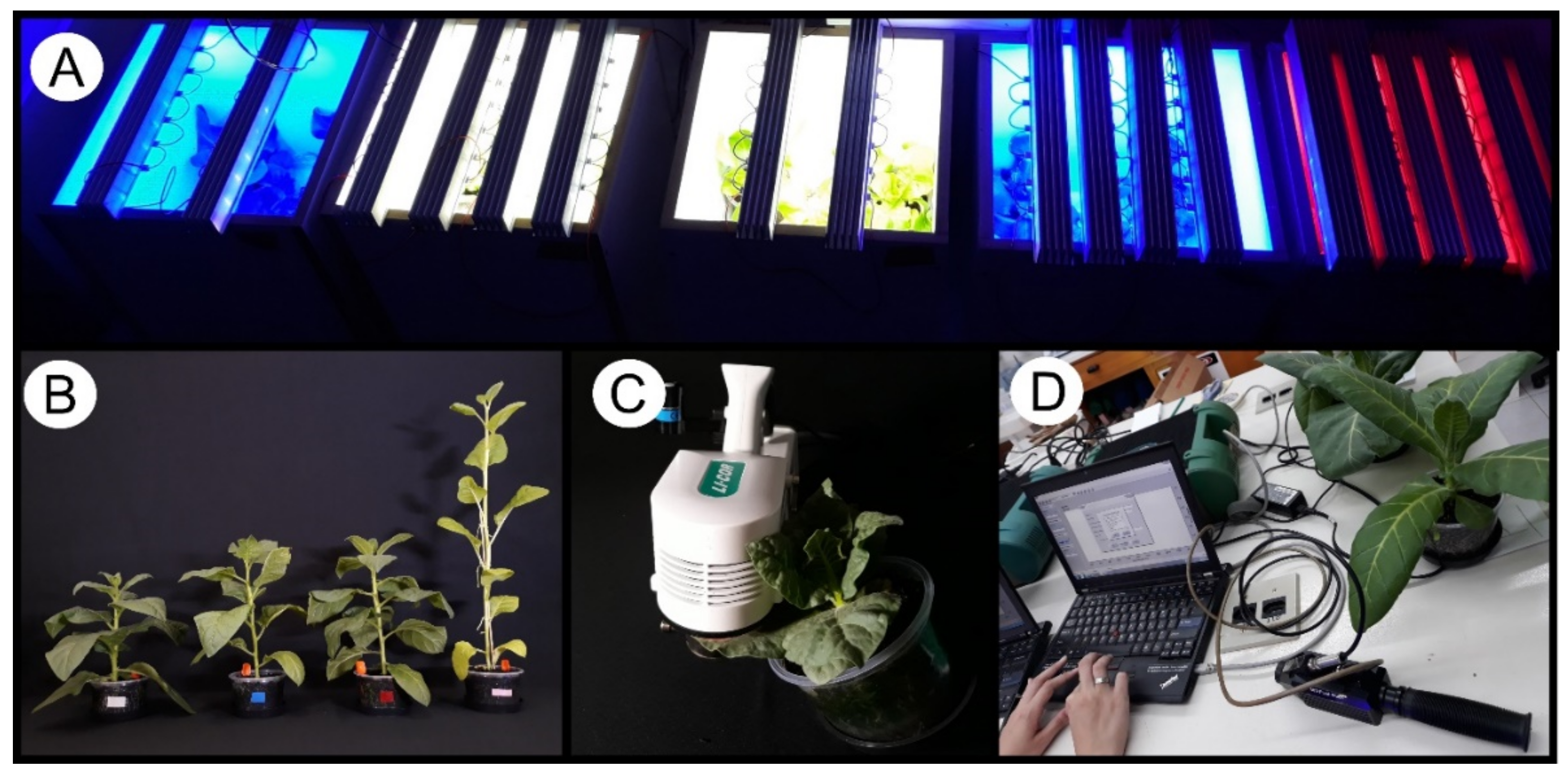 Plants 11 02406 g005