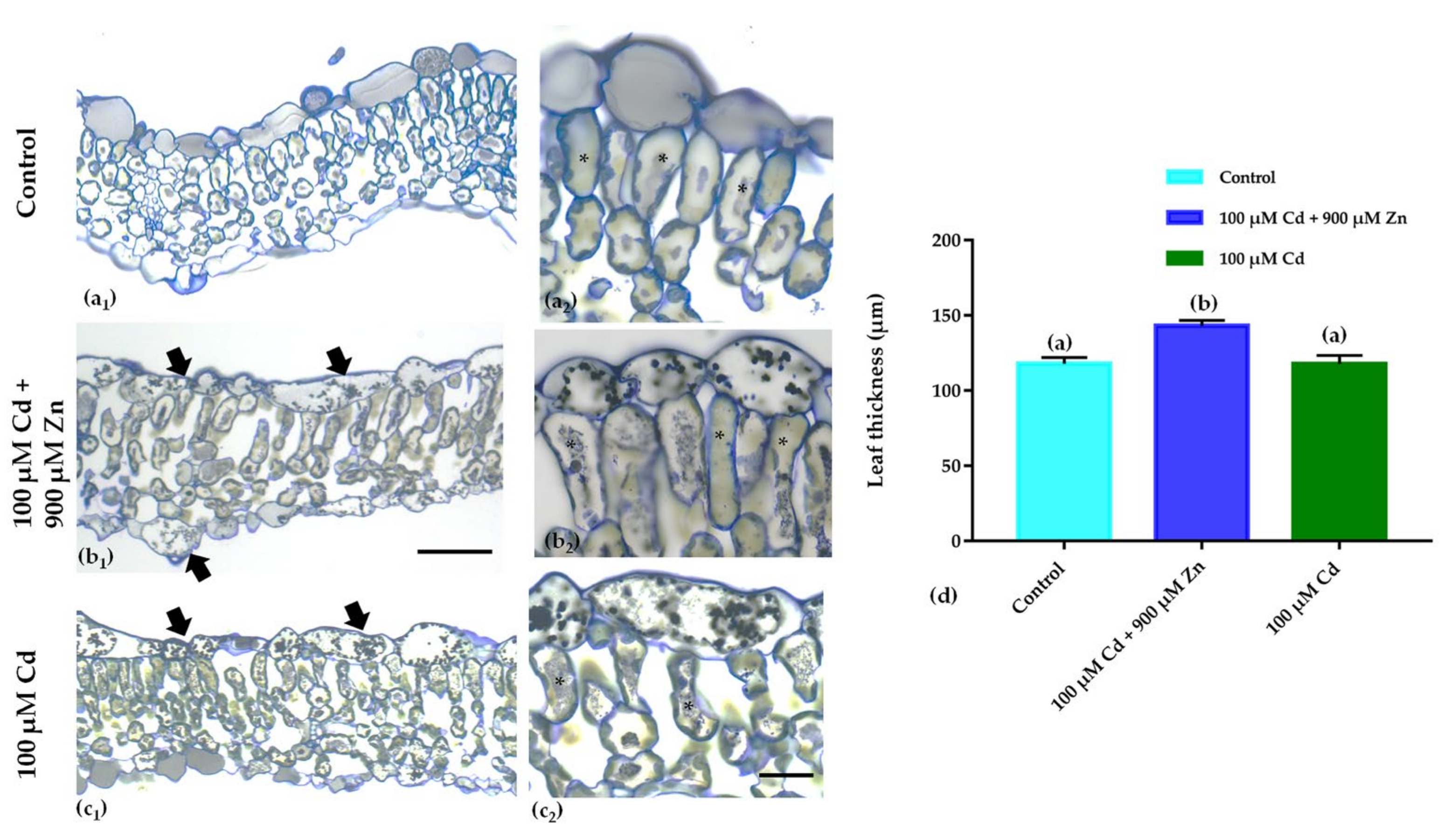 Plants 11 02407 g003 550