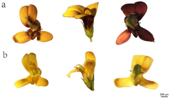 Targeted Metabolomics Provide Chemotaxonomic Insights of