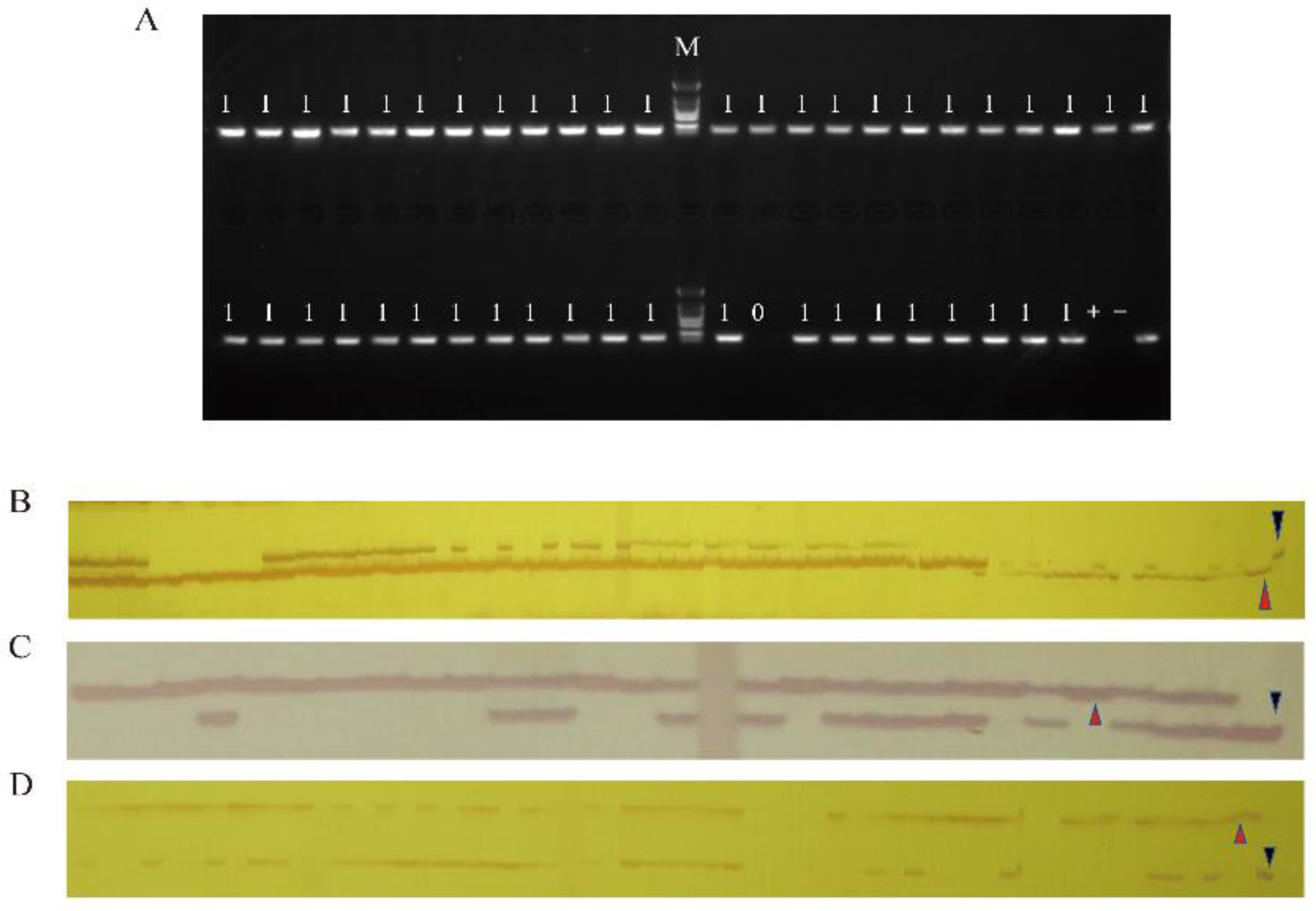 Plants 11 02413 g001 Plants 11 02413 g001