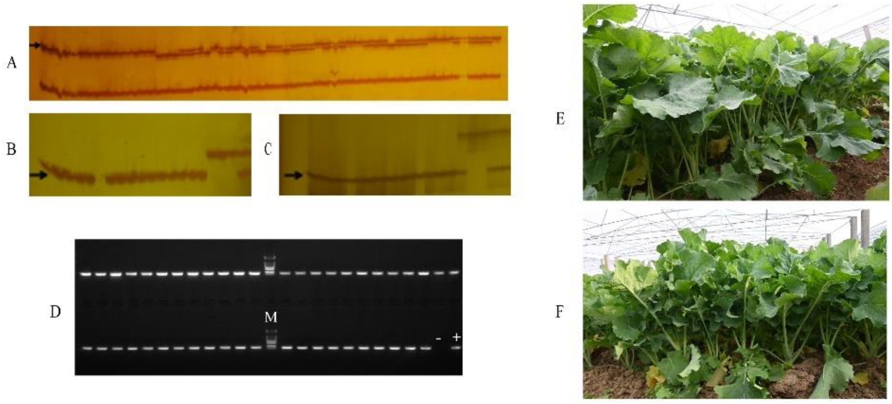 Plants 11 02413 g003 Plants 11 02413 g003